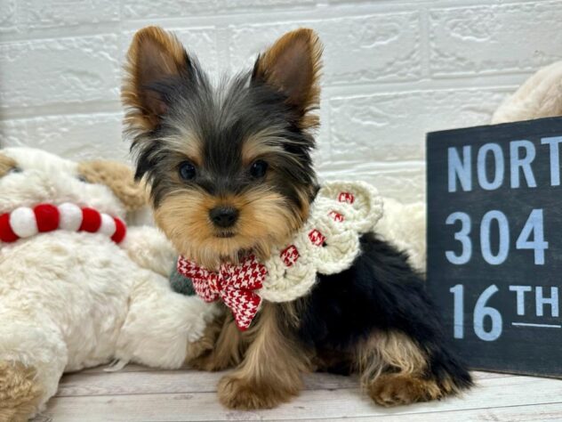 中国のヨークシャーテリアの子犬を価格や特徴で探す|ペットショップ