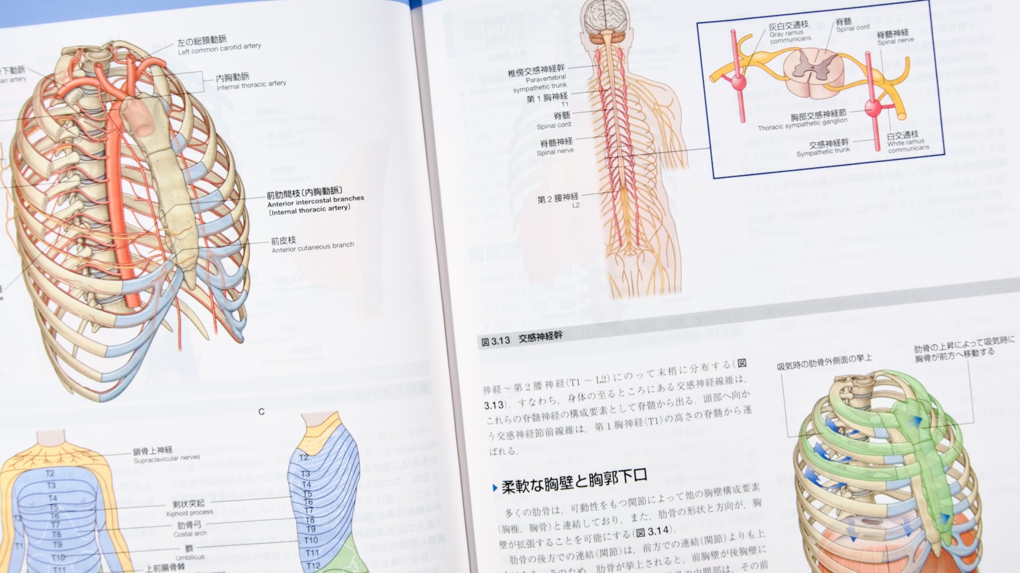グレイ解剖学 原著第5版 / Anatomy 今日も明日も/グレイ解剖学 原著第5版