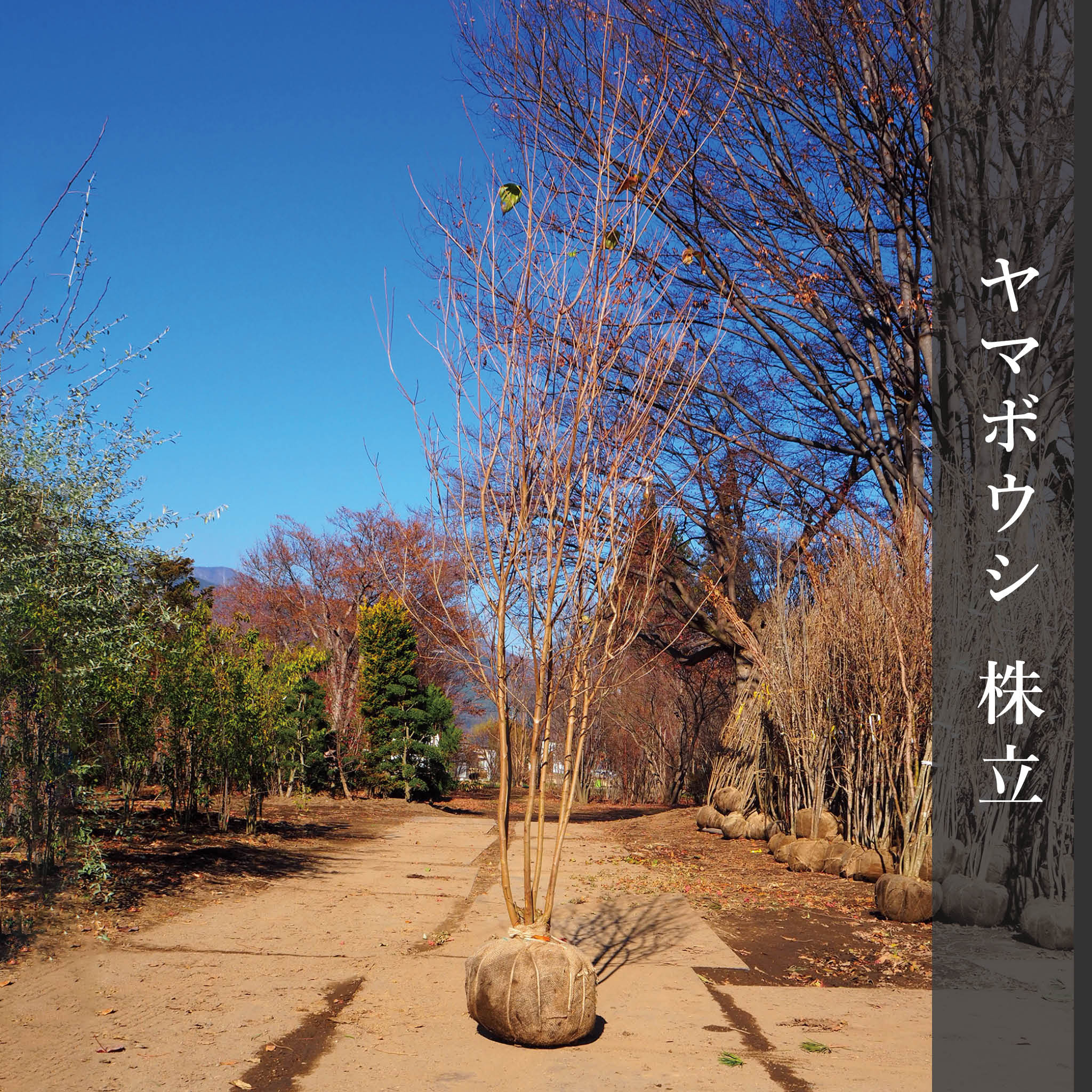 クロモジ（株立） 2.5m – 安藤苗圃