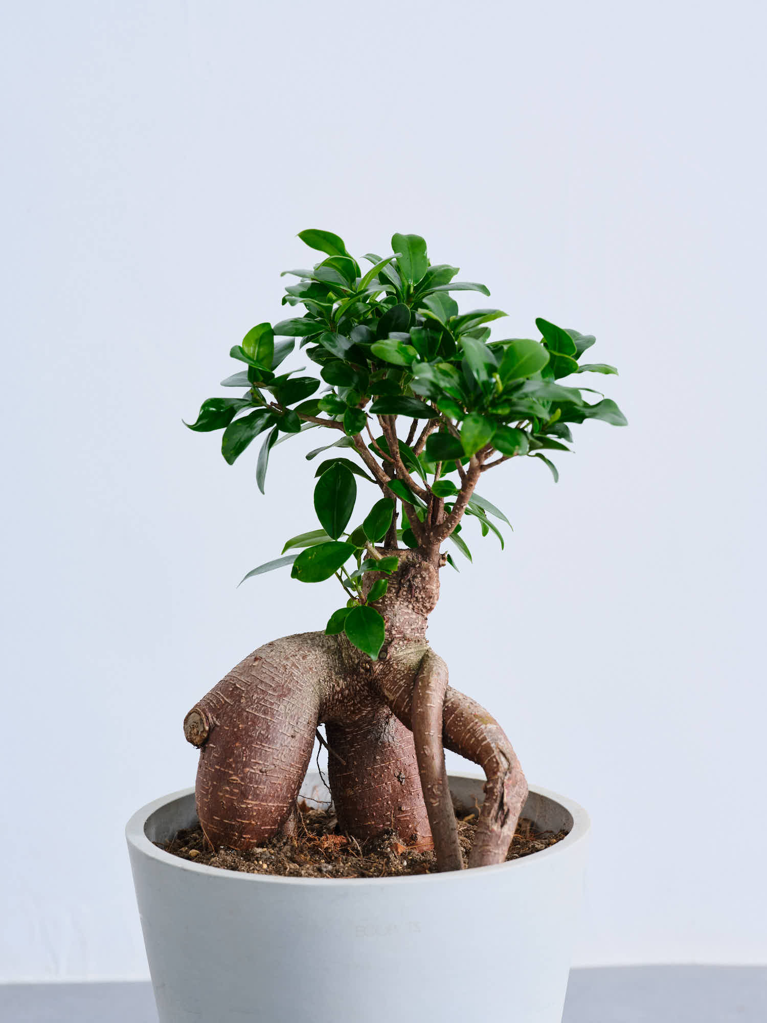 ガジュマル S | 観葉植物の通販 AND PLANTS (アンドプランツ)