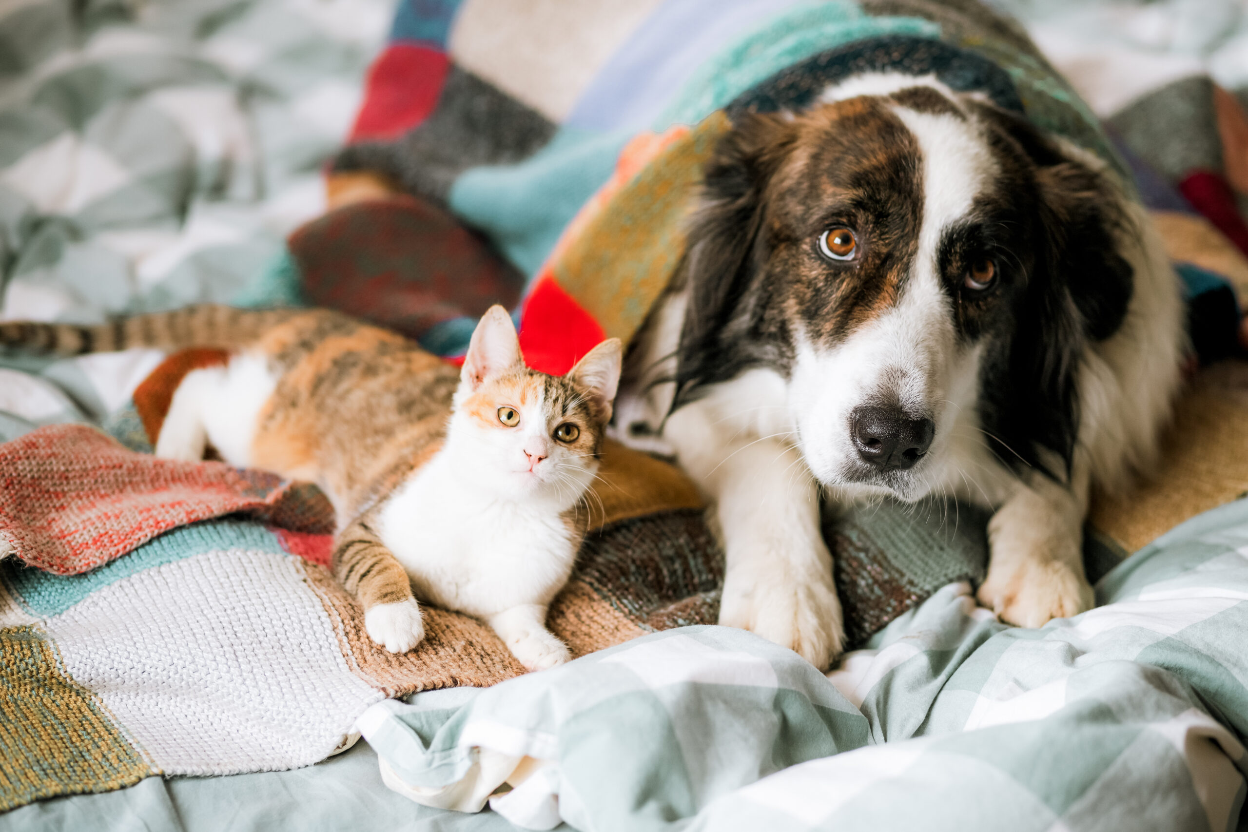 AniMat | マットに乗るだけで、元気が巡り整う