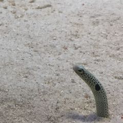 Another 見崎鳴 色紙 いとうのいぢ サイン 予約特典 - メルカリ