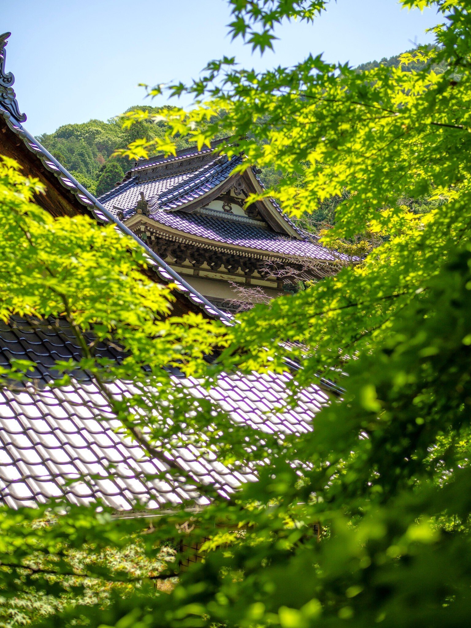 19 佛通寺（三原市高坂町）-Temple｜古川いづみ