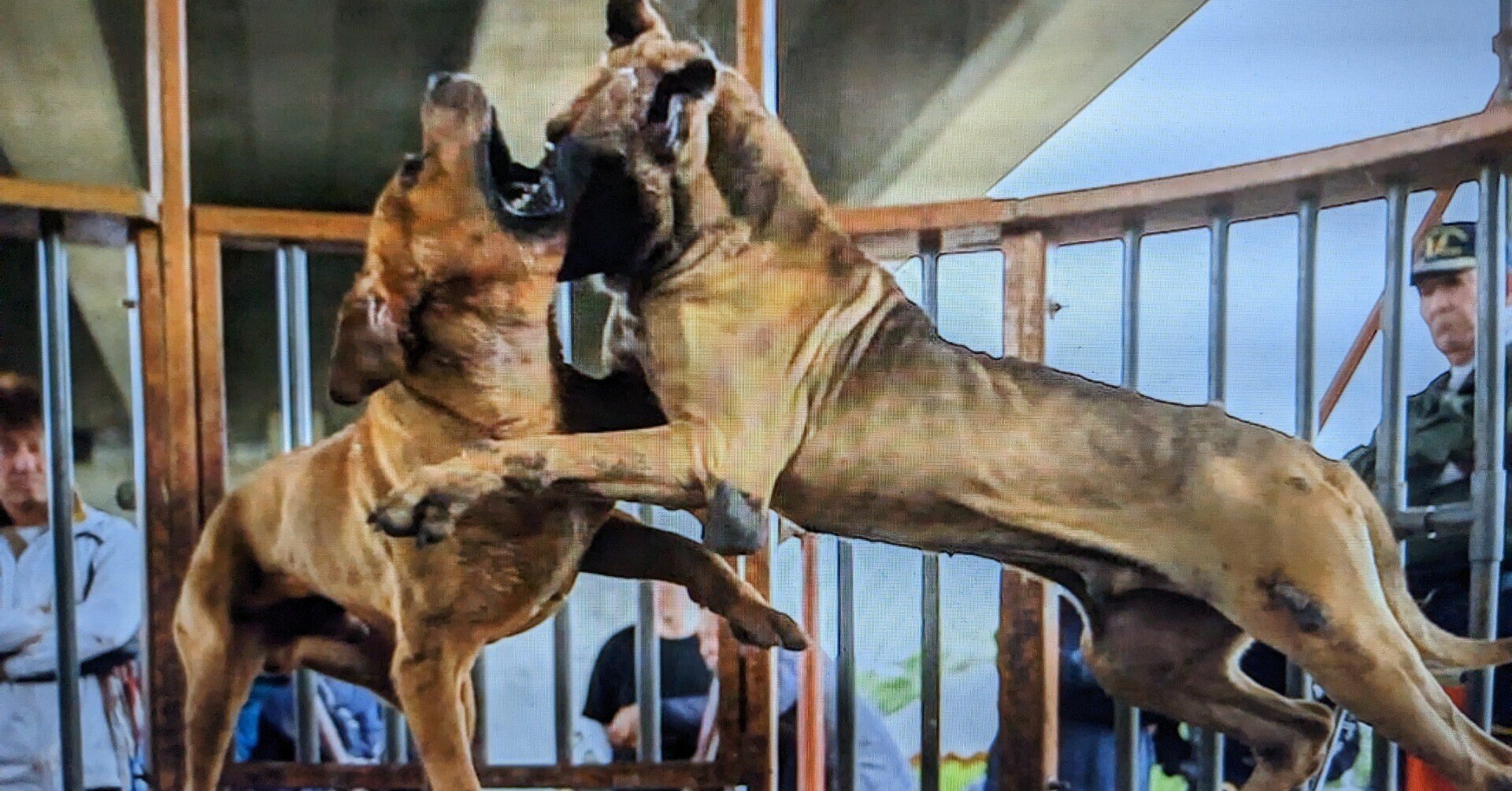 闘犬」と「闘牛」 家の裏に土佐犬が二頭いた｜只野成行