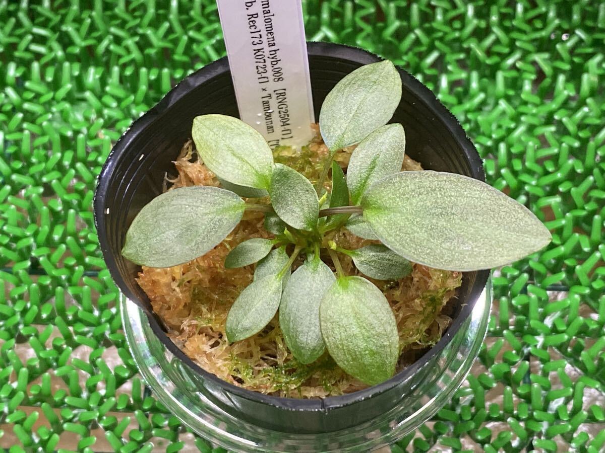 Yahoo!オークション - 「(cia rec)」その他 (観葉植物) の落札相場