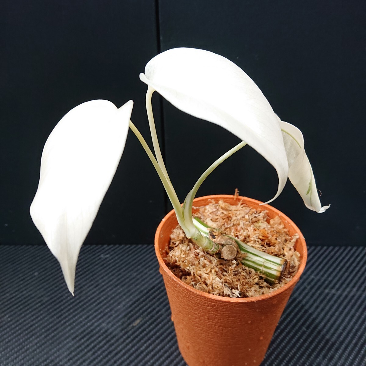 Yahoo!オークション -「フルムーン」(モンステラ) (観葉植物)の落札