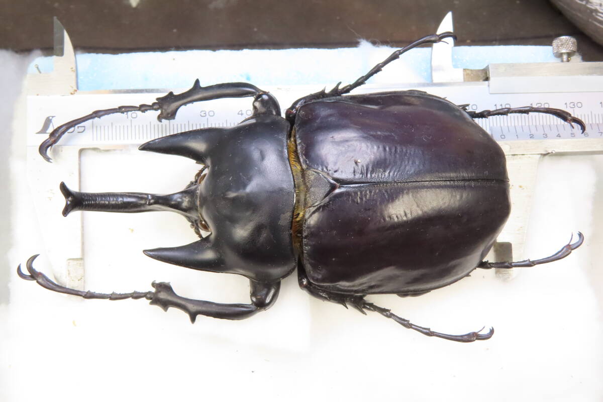 Yahoo!オークション -「ゾウカブト 標本」(ペット、生き物) の落札相場