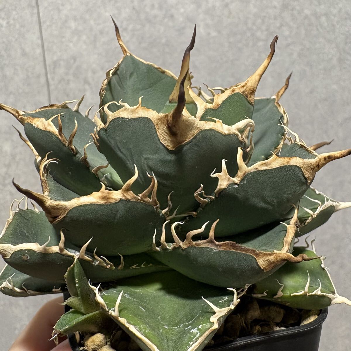 Yahoo!オークション - アガベ チタノタ COK ブツブツ【Agave Titanota