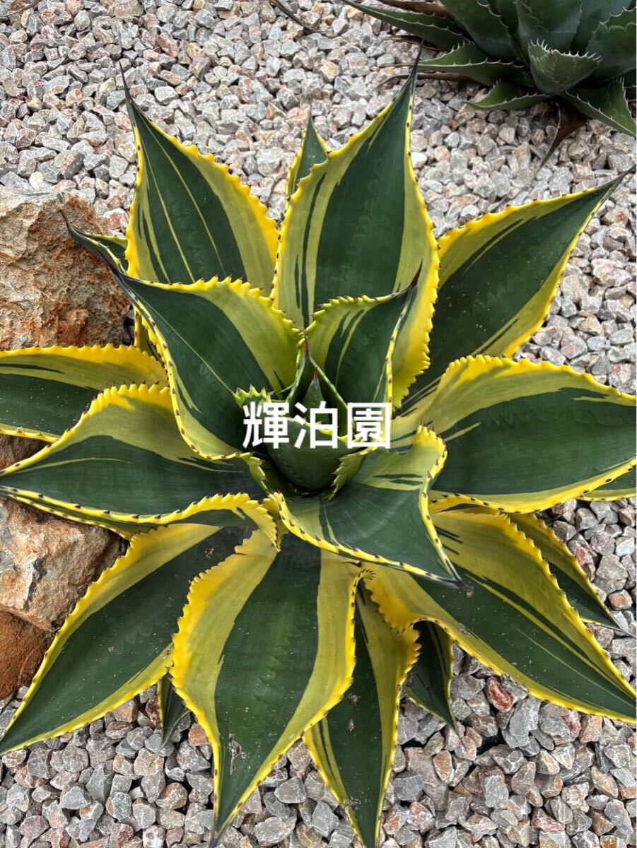 Yahoo!オークション -「サルミアナ」(観葉植物) の落札相場・落札価格