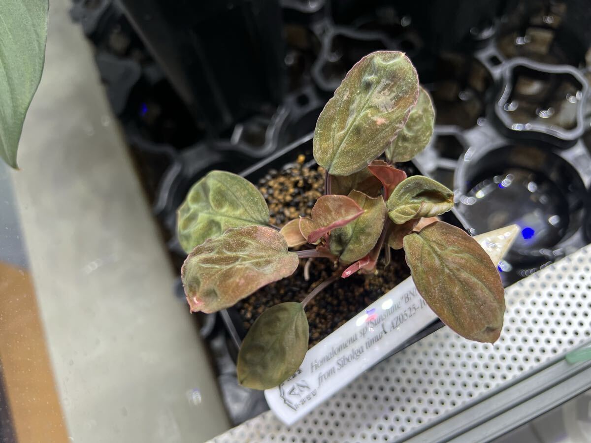 Yahoo!オークション -「ホマロメナ homalomena」(その他) (観葉植物)の