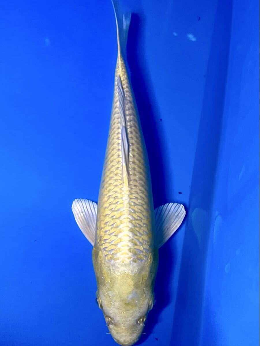 2026年最新】Yahoo!オークション -錦鯉 黄金(ペット、生き物)の中古品