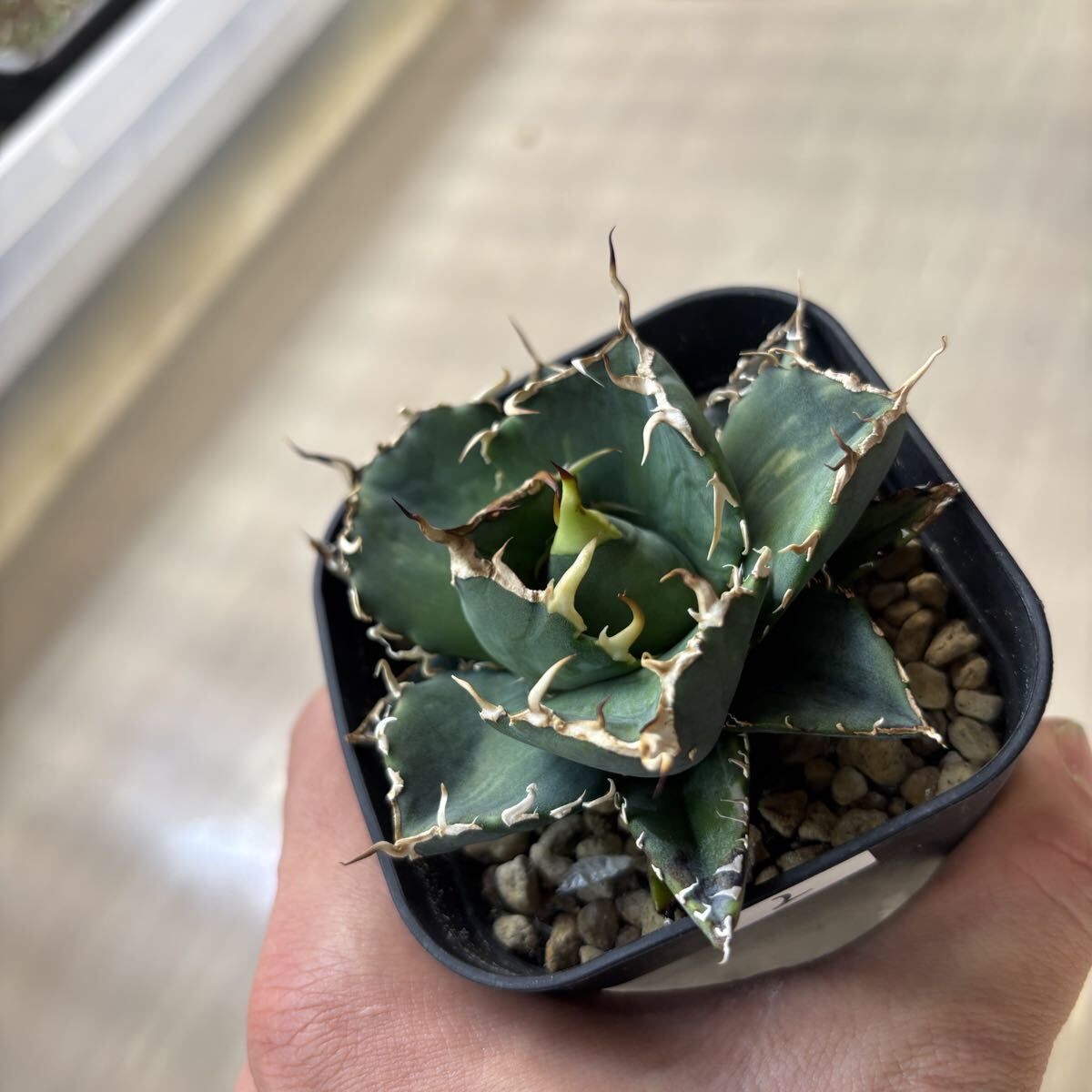 Yahoo!オークション -「アガベ 白鯨」(サボテン) (観葉植物)の落札相場