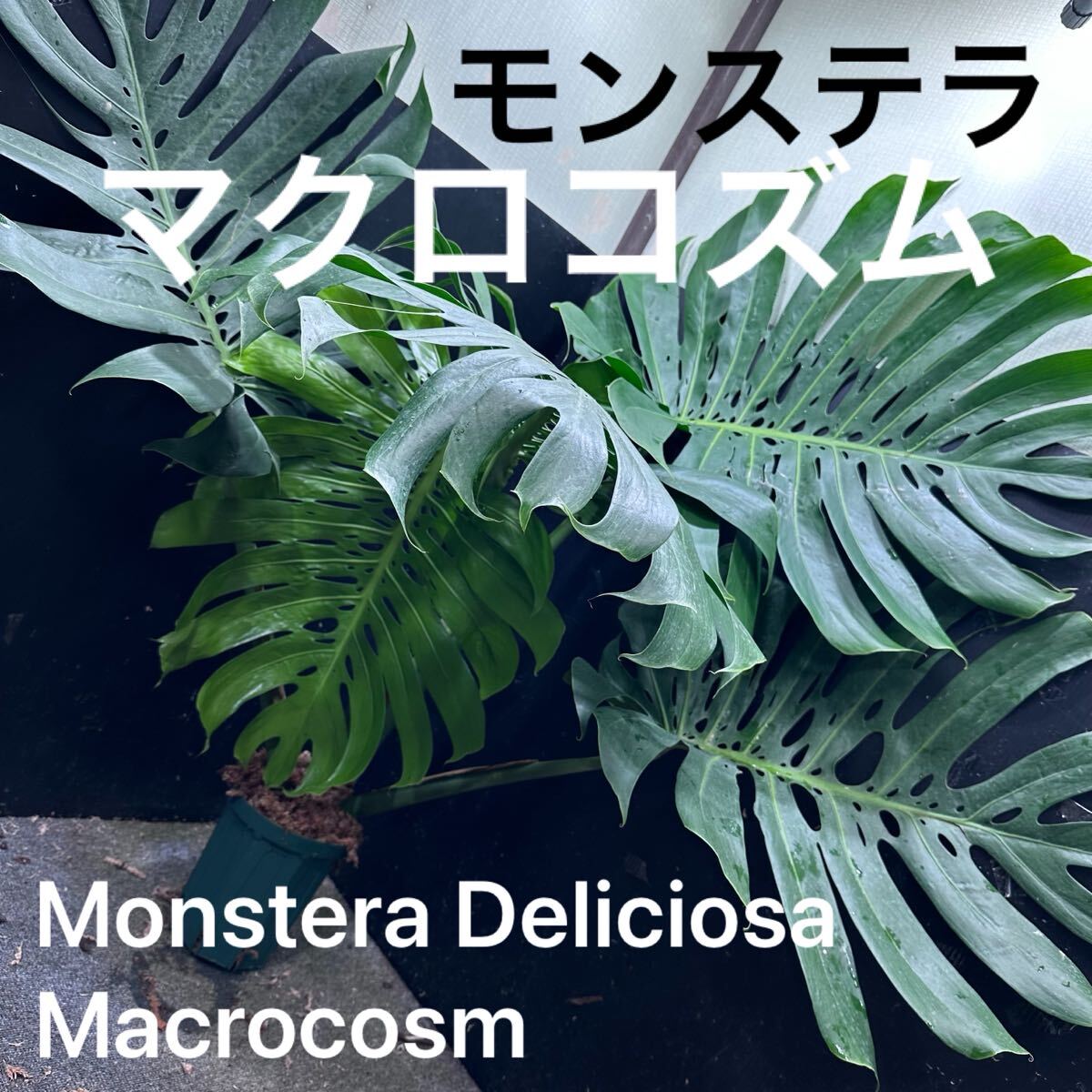 Yahoo!オークション -「モンステラ マクロコズム」の落札相場・落札価格