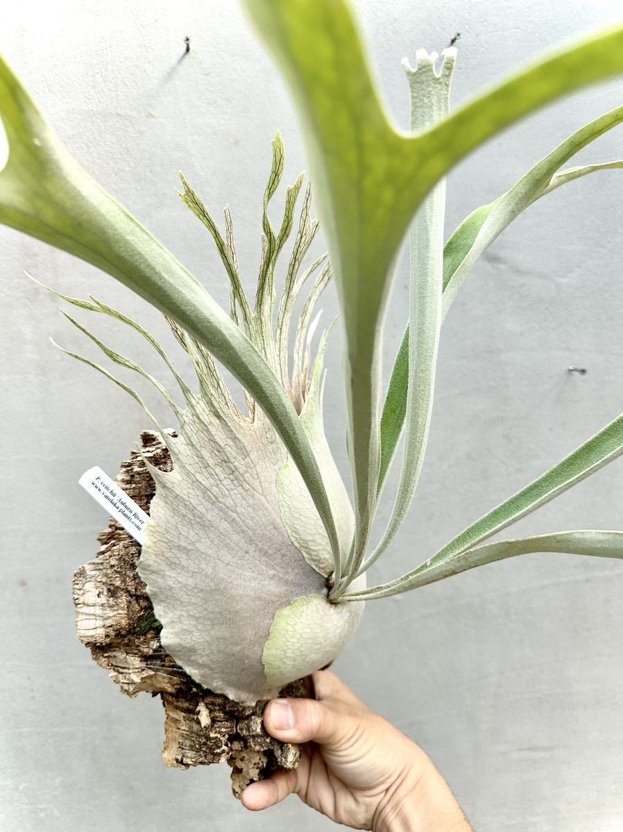 Yahoo!オークション - P. veitchii 'Auburn River' ビカクシダ 【vanda