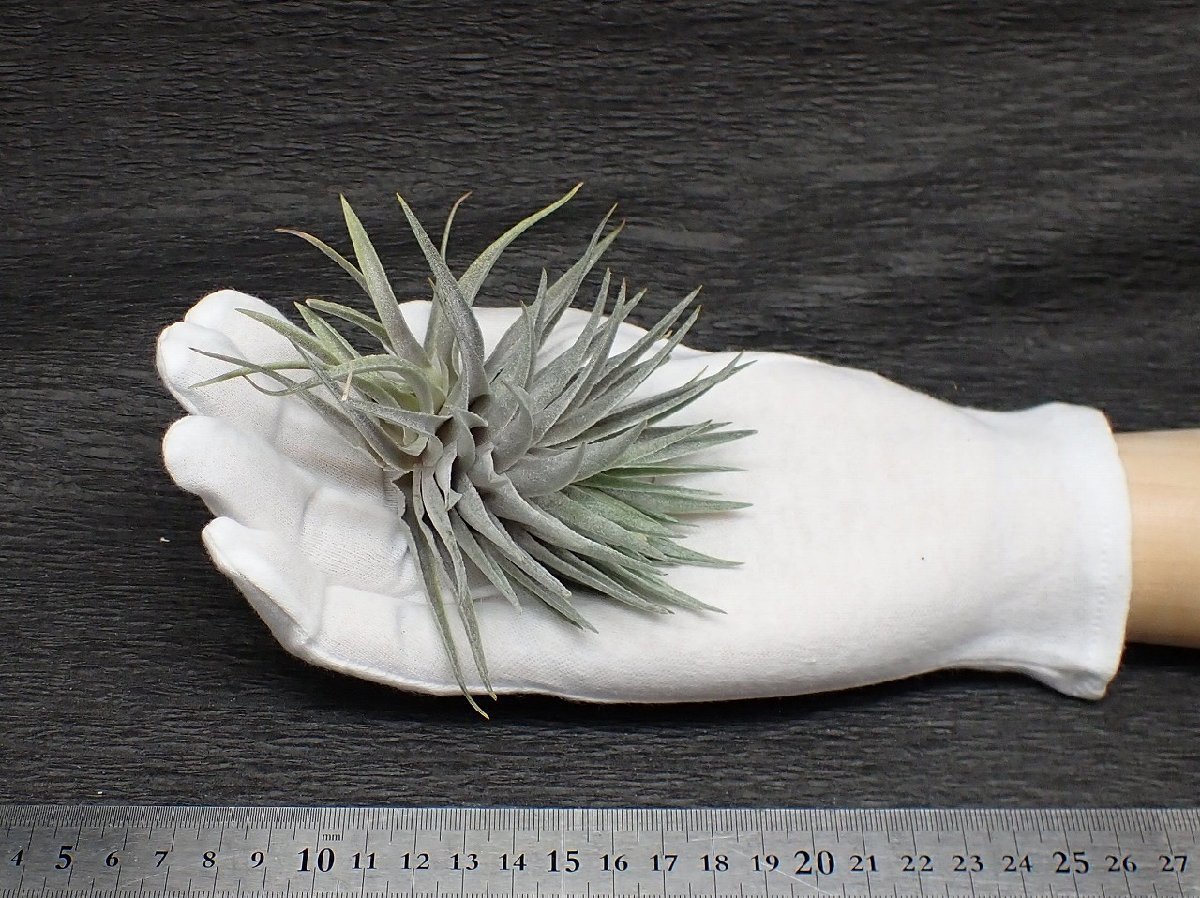 Yahoo!オークション - Tillandsia roseiflora チランジア・ロゼイフロ