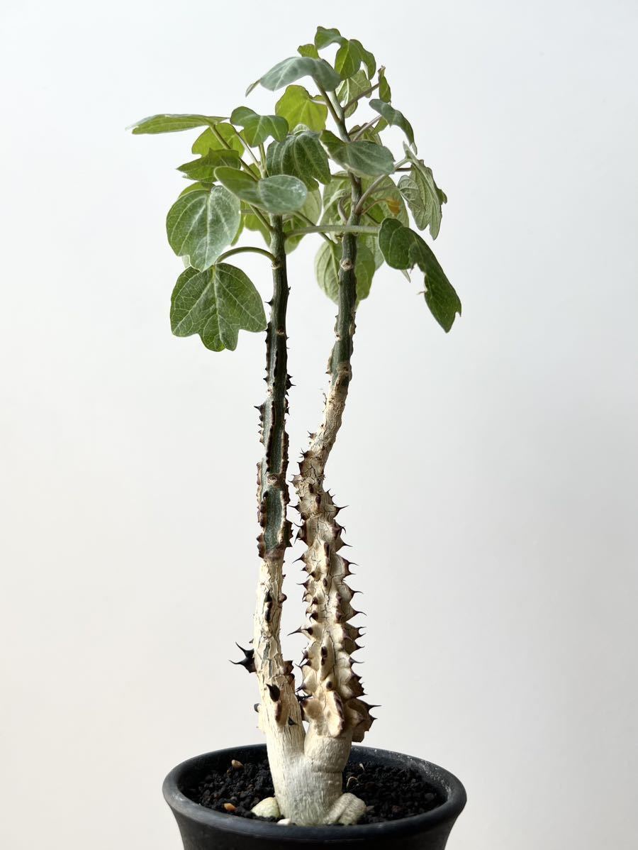Yahoo!オークション - Adenia aculeata アデニア アクレアータ 挿木 検