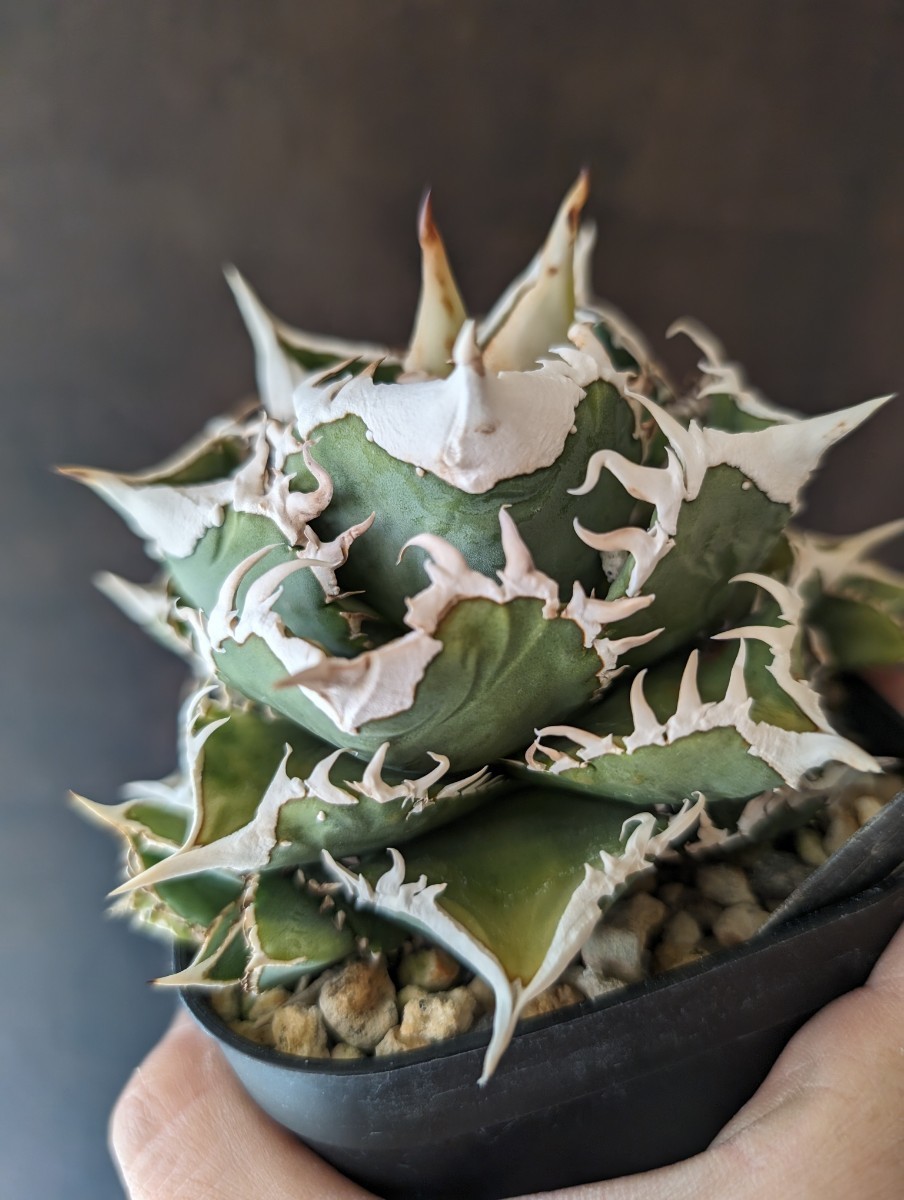 Yahoo!オークション - 【AGAVE TITANOTA オランダの至宝 IVORY W.A.】