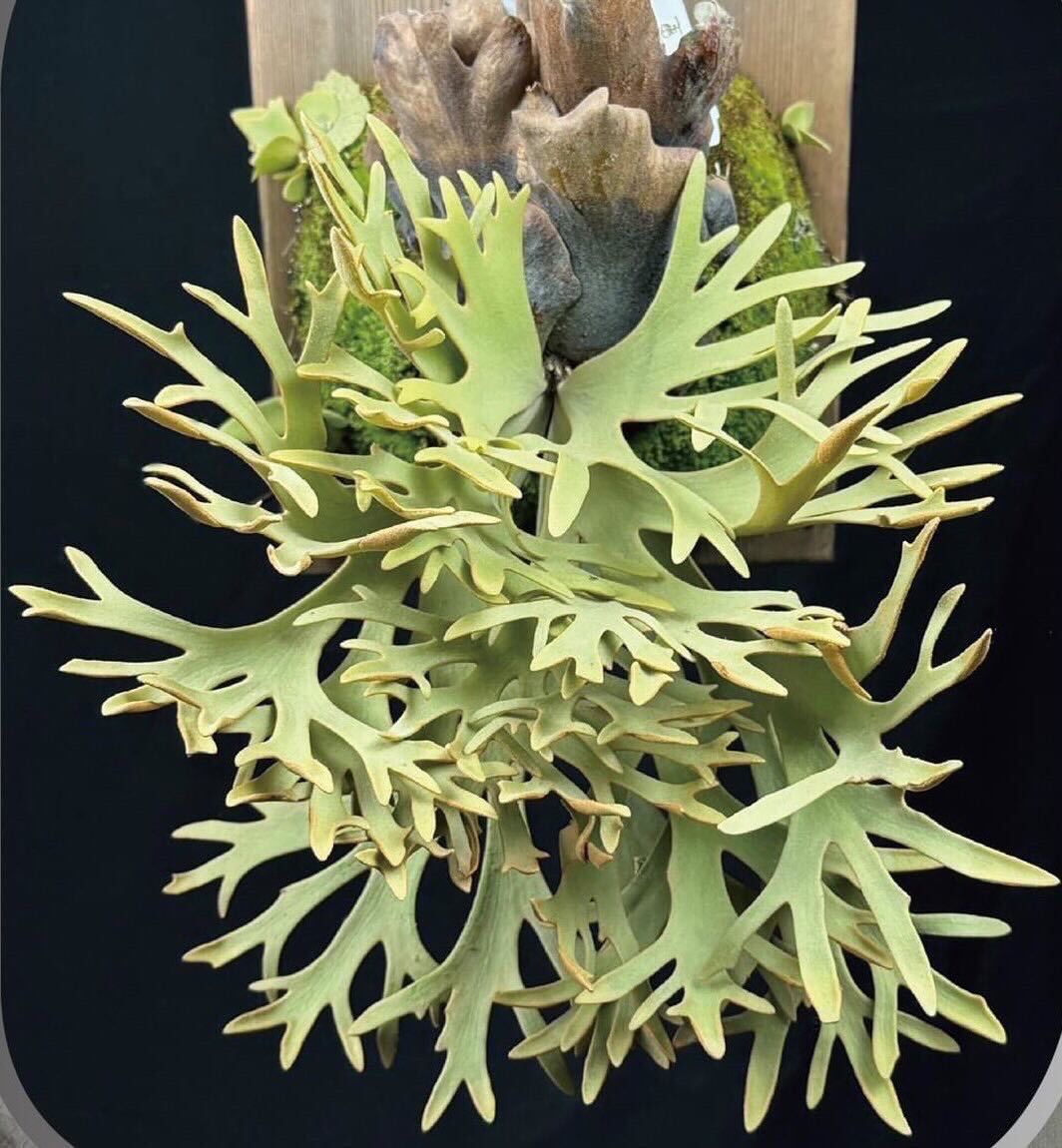 Yahoo!オークション - Platycerium willinckii “GoldenBoy“ sporeビ