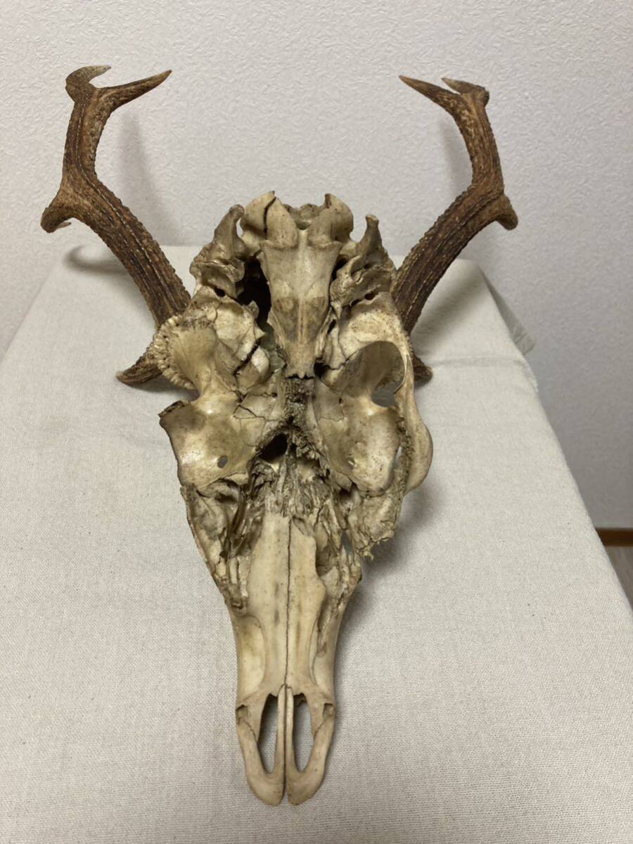 訳あり】シカの角 鹿の角 頭蓋骨付 雄鹿 ニホンジカ ハンティング