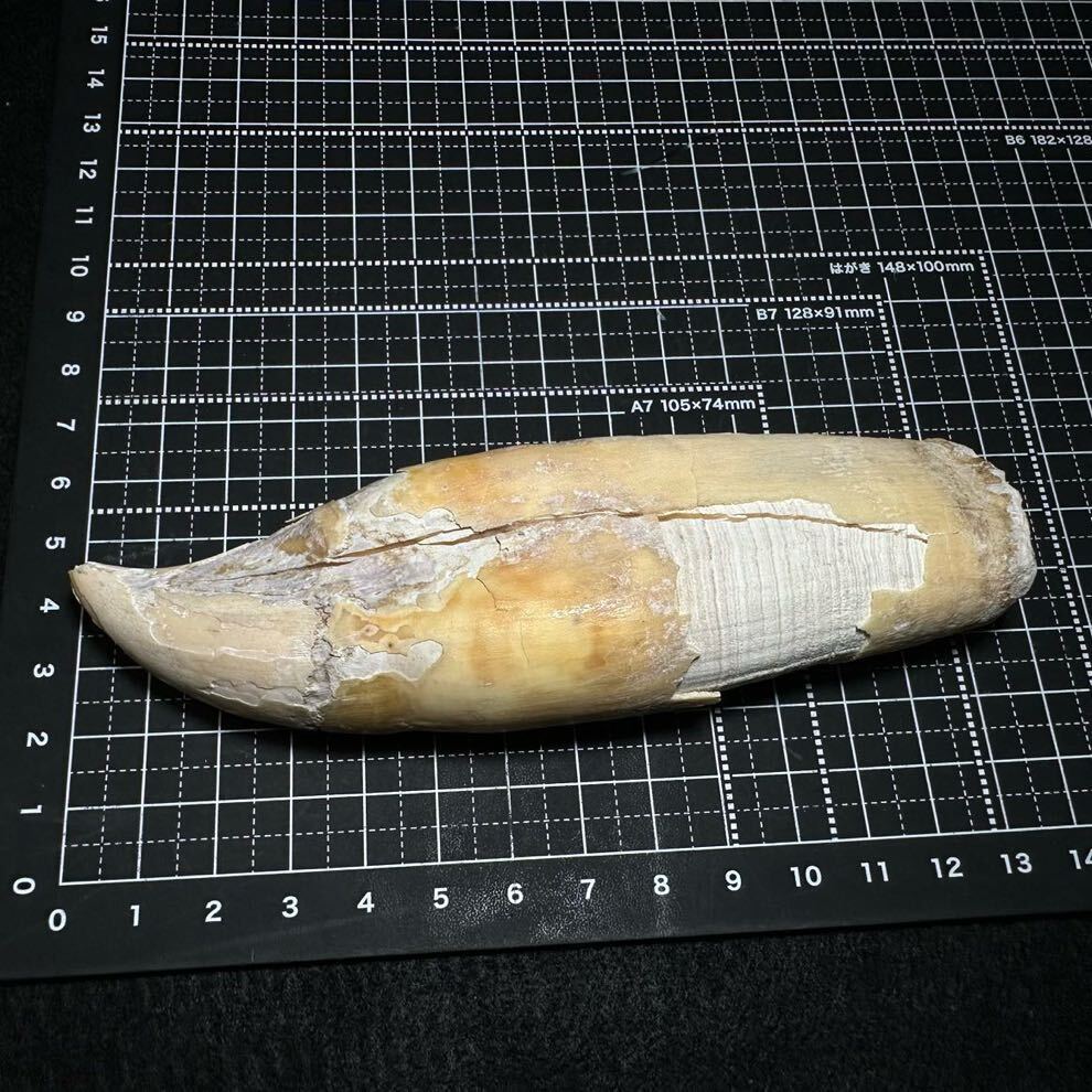 Yahoo!オークション - 【シャチの歯 143.8g】抹香 鯨 クジラ 歯 牙 印