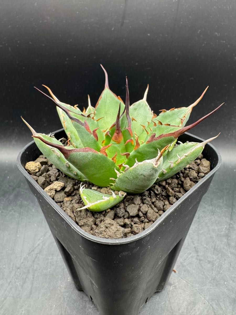 Agave 妖炎×黒帝斯 