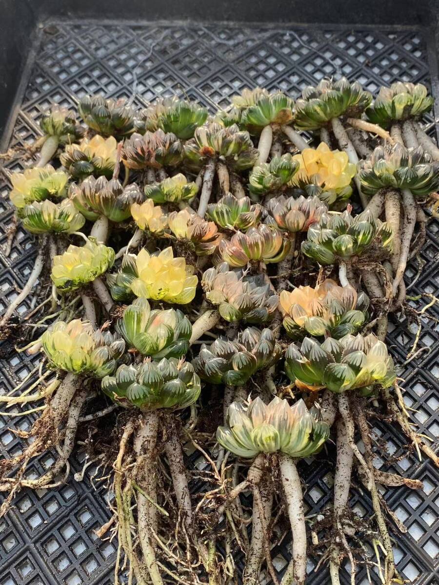 Yahoo!オークション - 12 多肉植物 ハオルチア オブツーサ錦 水中月 糊