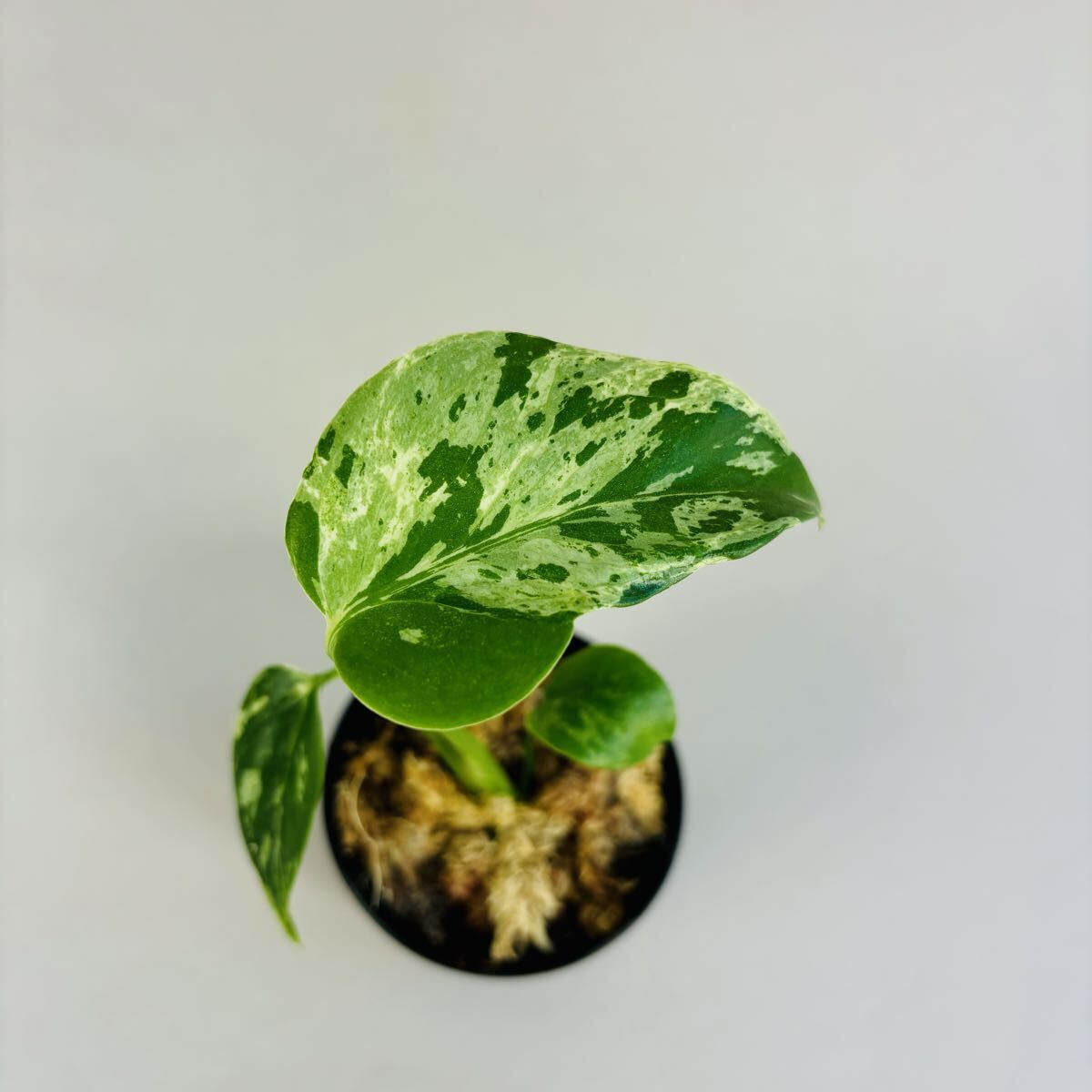 Yahoo!オークション - 品種保証 Monstera Bulbasaurモンステラ・フシギ