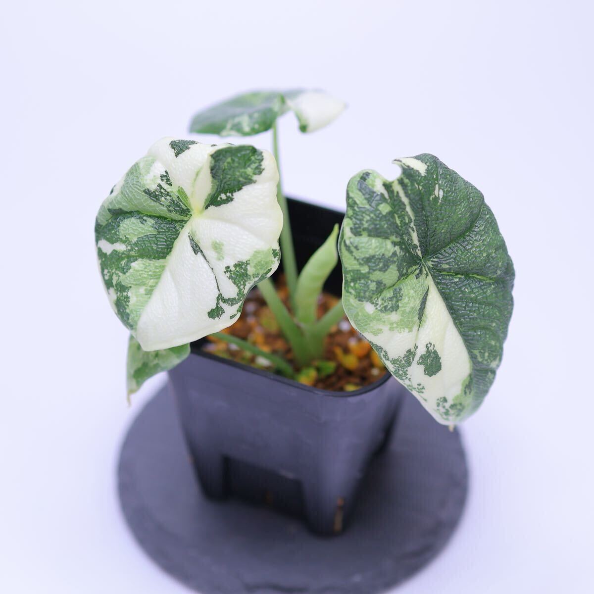 Yahoo!オークション - アロカシア メロ 斑入り Alocasia Melo Albo Var