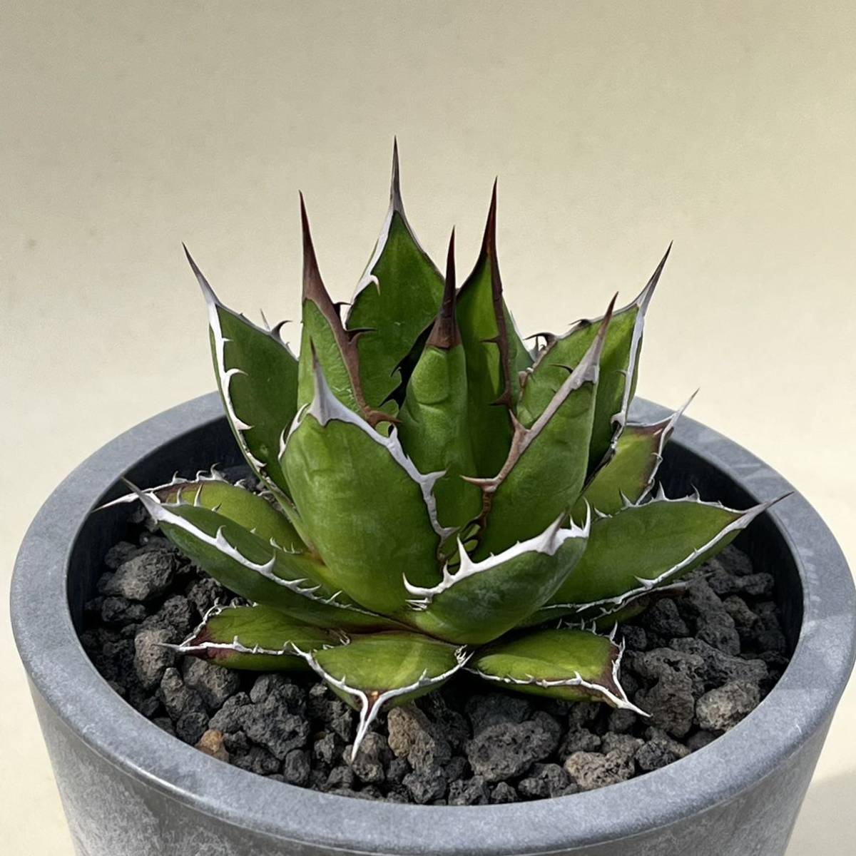 Yahoo!オークション - アガベ ホリダ agave horrida 実生 選抜 多肉植