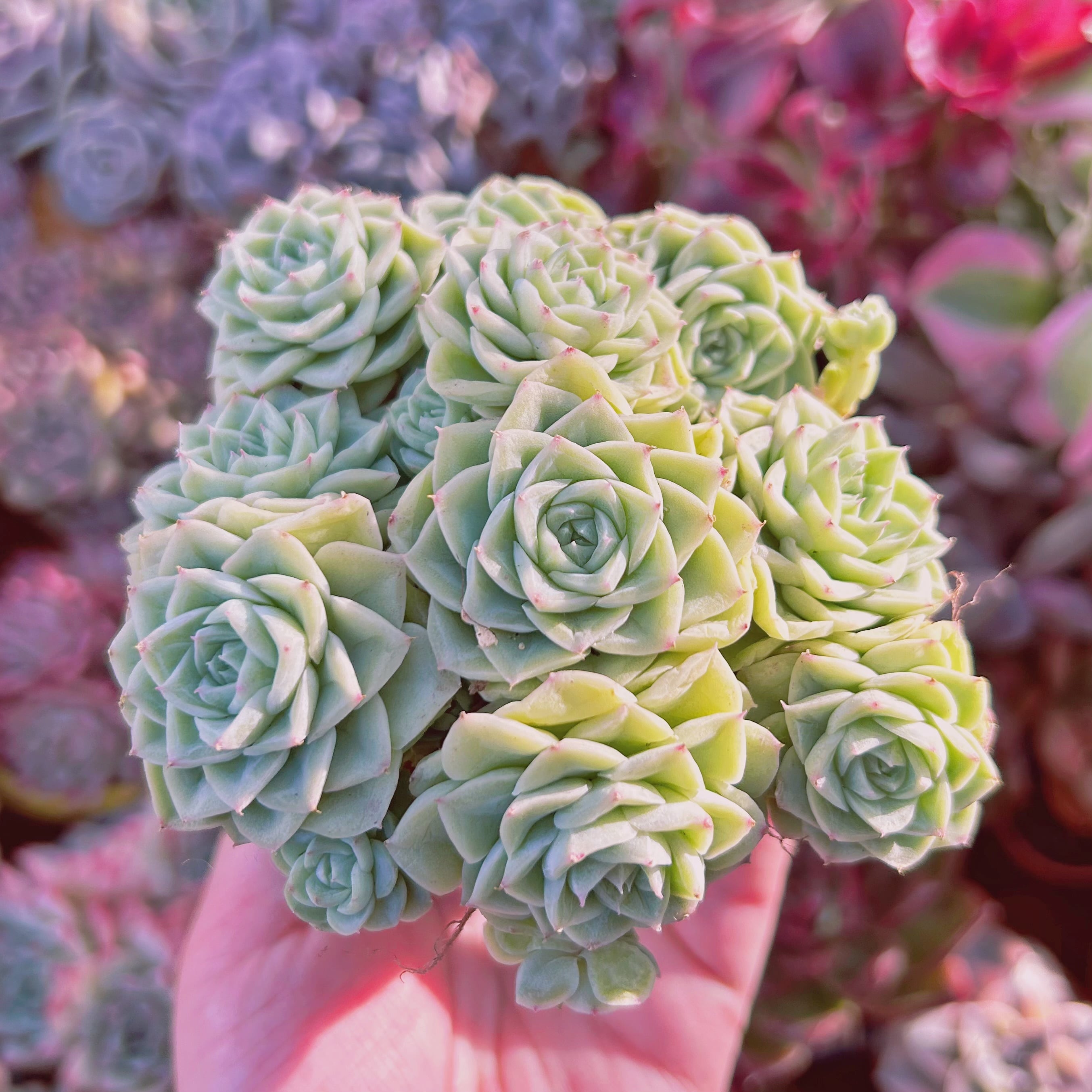 071現物 多肉植物 Echeveria ホワイトスワン 特大群生 | るる農園~多肉