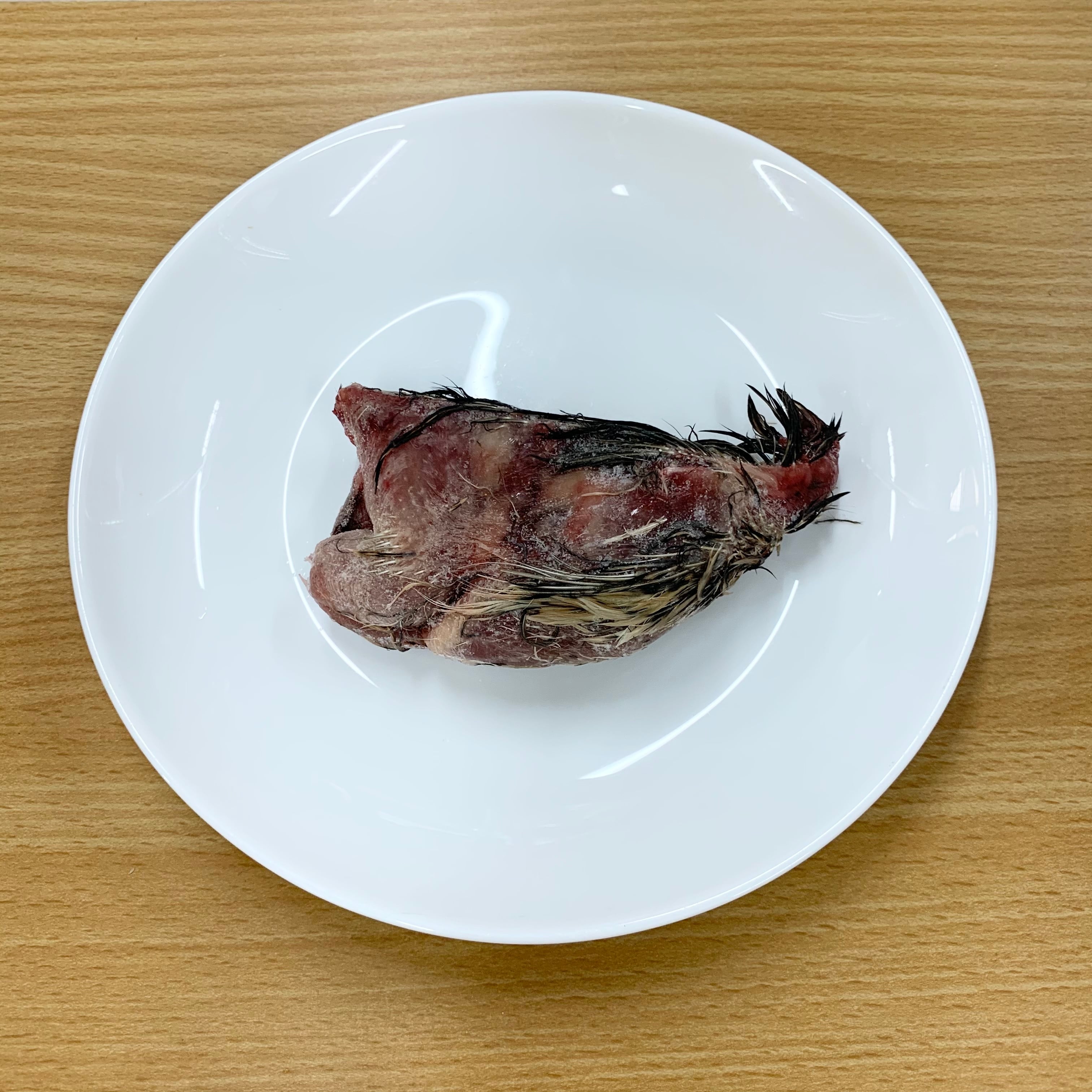 冷凍ウズラ処理済み(1羽) | フクロウと小動物のお店 鷹翔