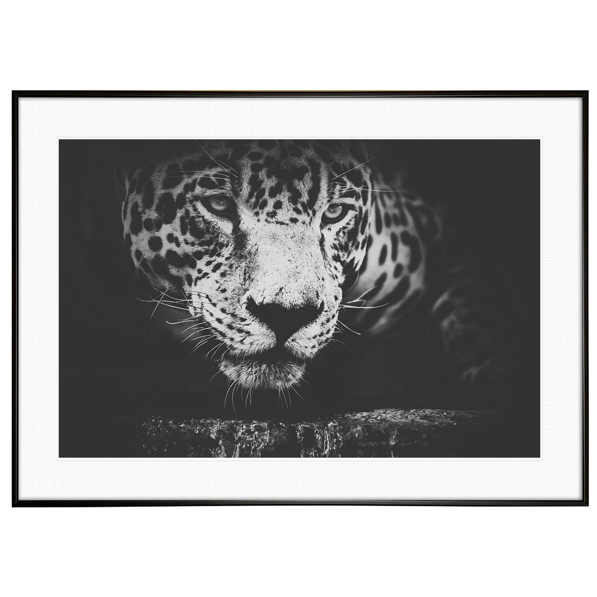 動物写真 ヒョウ(豹) インテリア モノクロアートポスター額装 AS0163