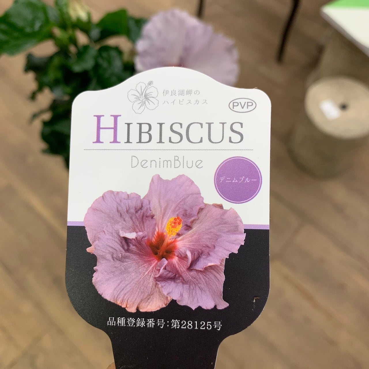 ハイビスカス デニムブルー ○夏の花 仏桑花(ブッソウゲ)5号 中輪