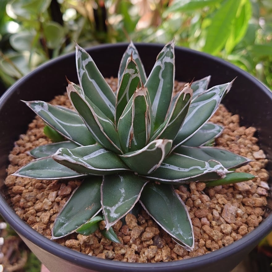 アガベ 笹の雪 5 Agave victoriae reginae 子株4付 | 多肉植物