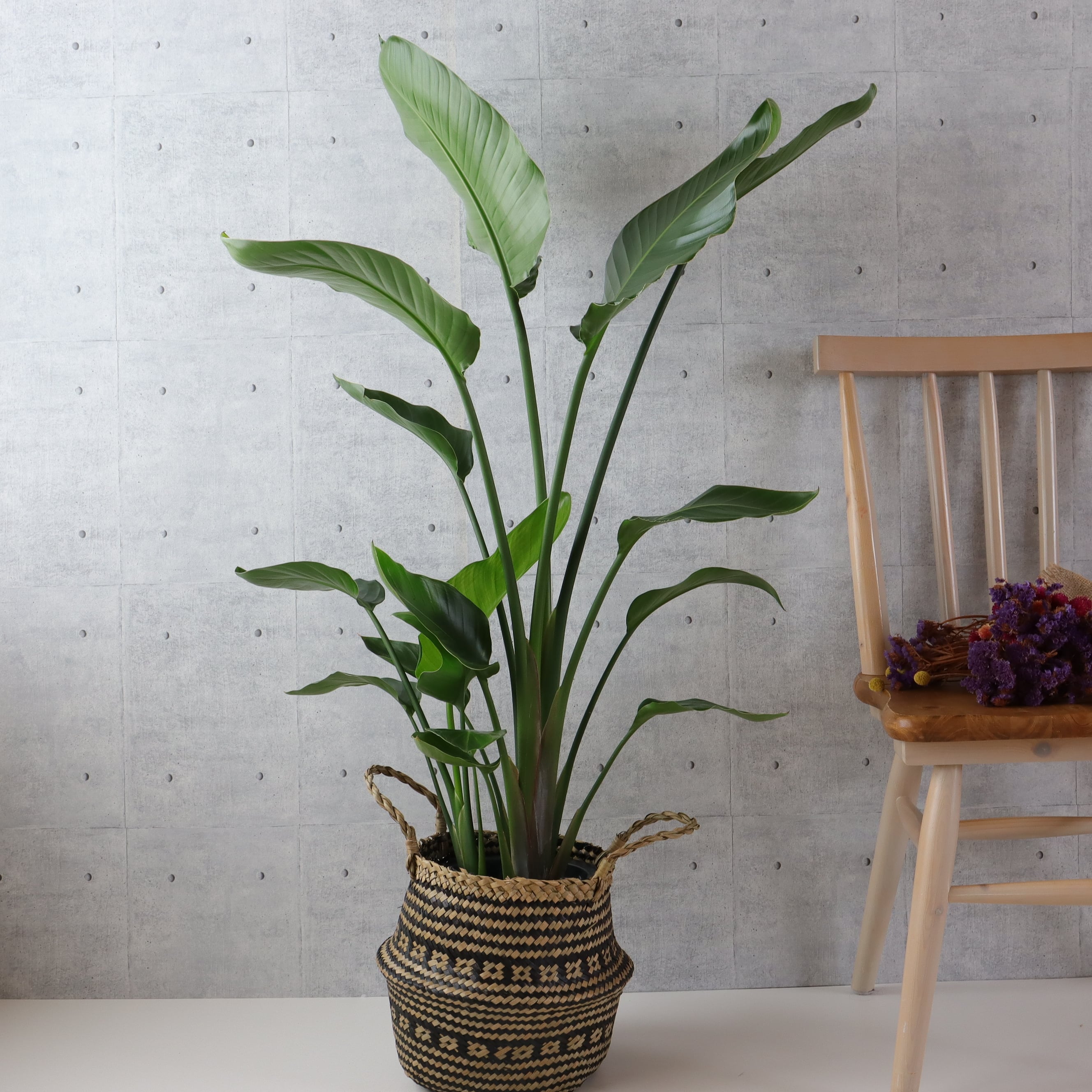 3株でバランス◎120cm】 ストレリチア オーガスタ 3株 観葉植物 室内