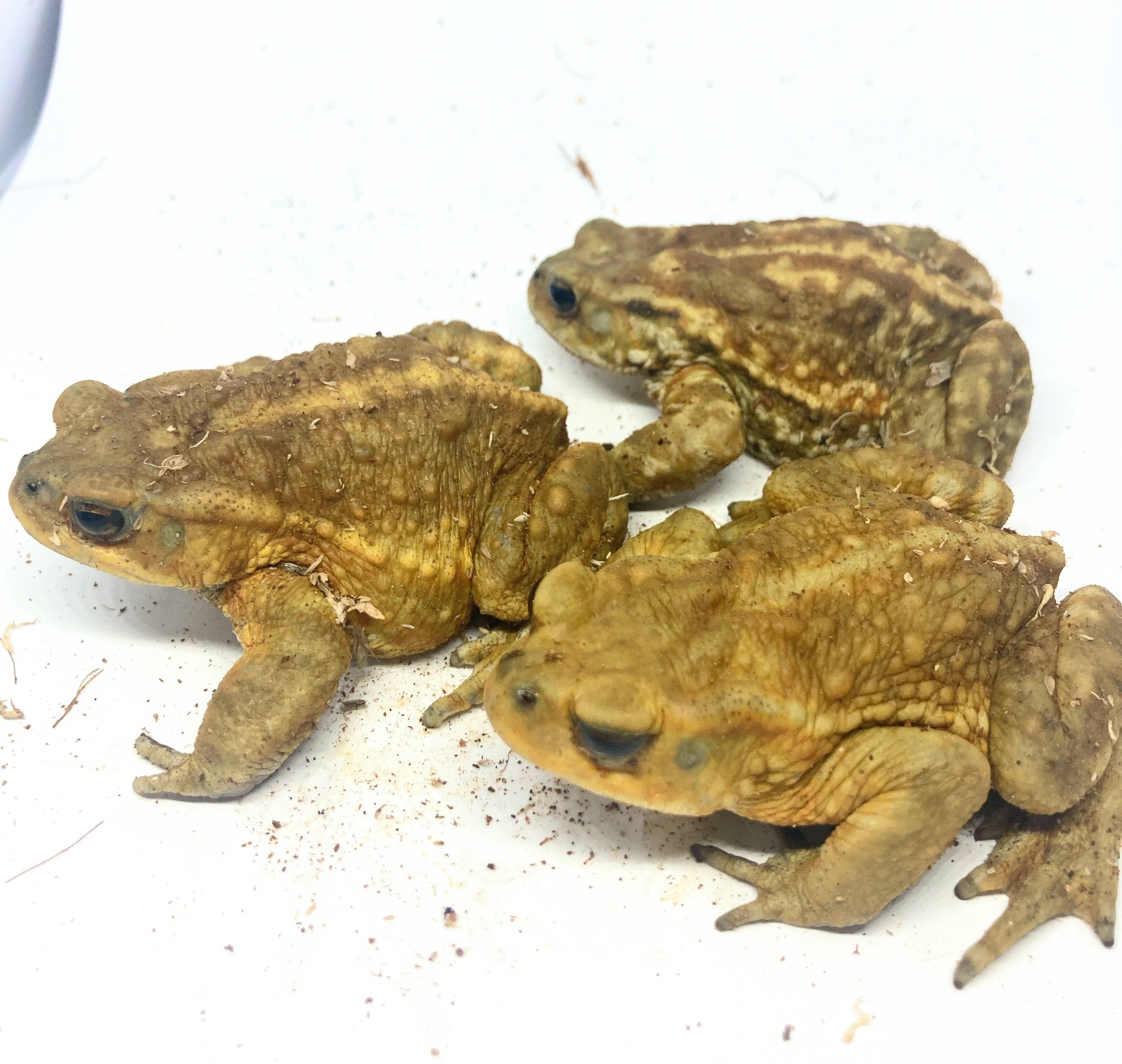 ミヤコヒキガエル 南大東島産 1匹 | まるころ商店〜まるくてころころ