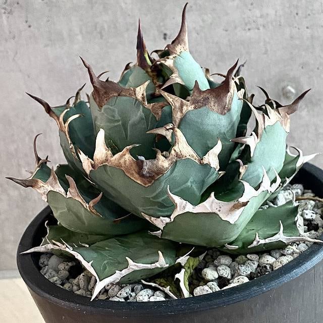 agave titanota /アガベ チタノタ 厳龍 【3枚目画像から販売株】【1枚