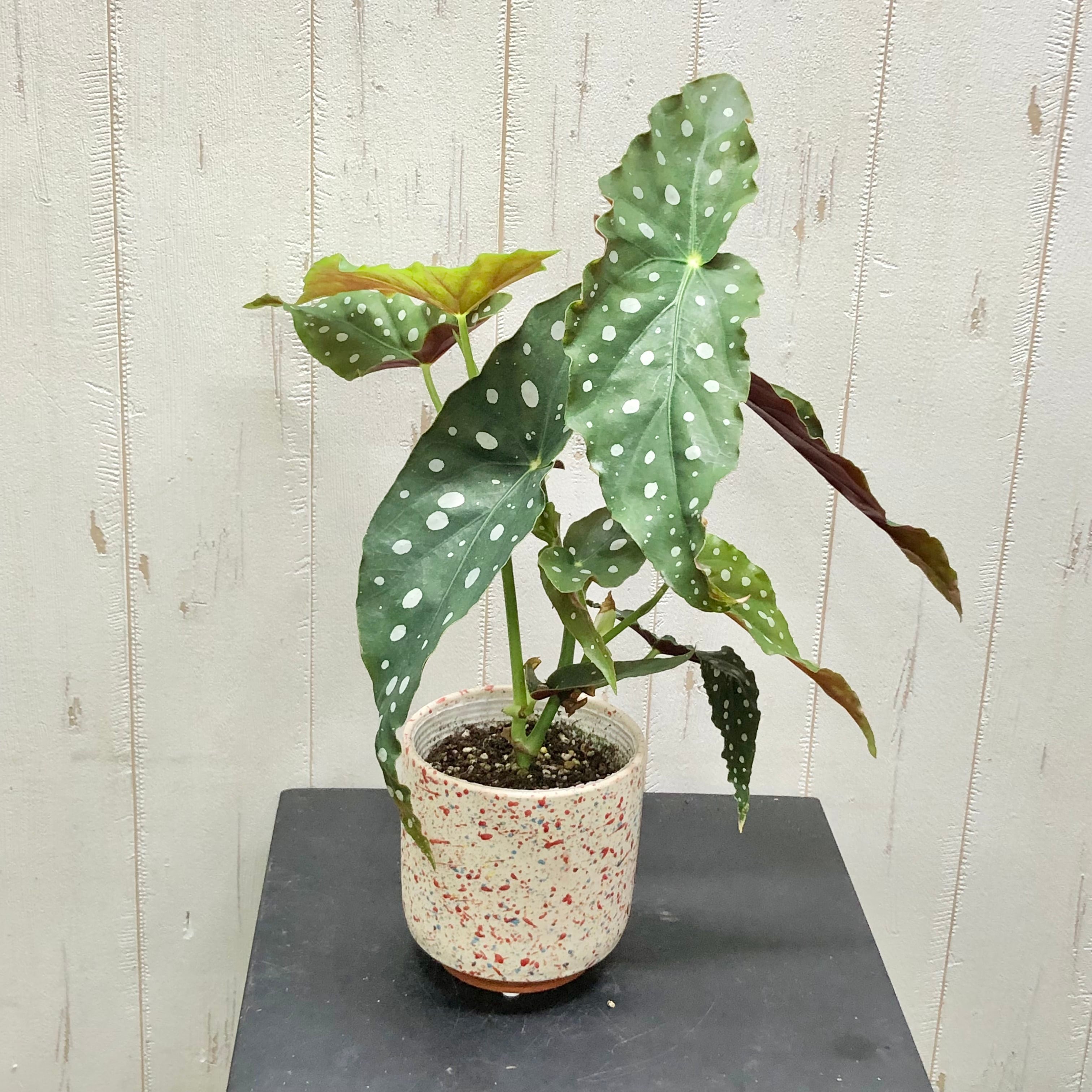 珍種 ベゴニア マクラータ | PLANTS SHOP OLIVE