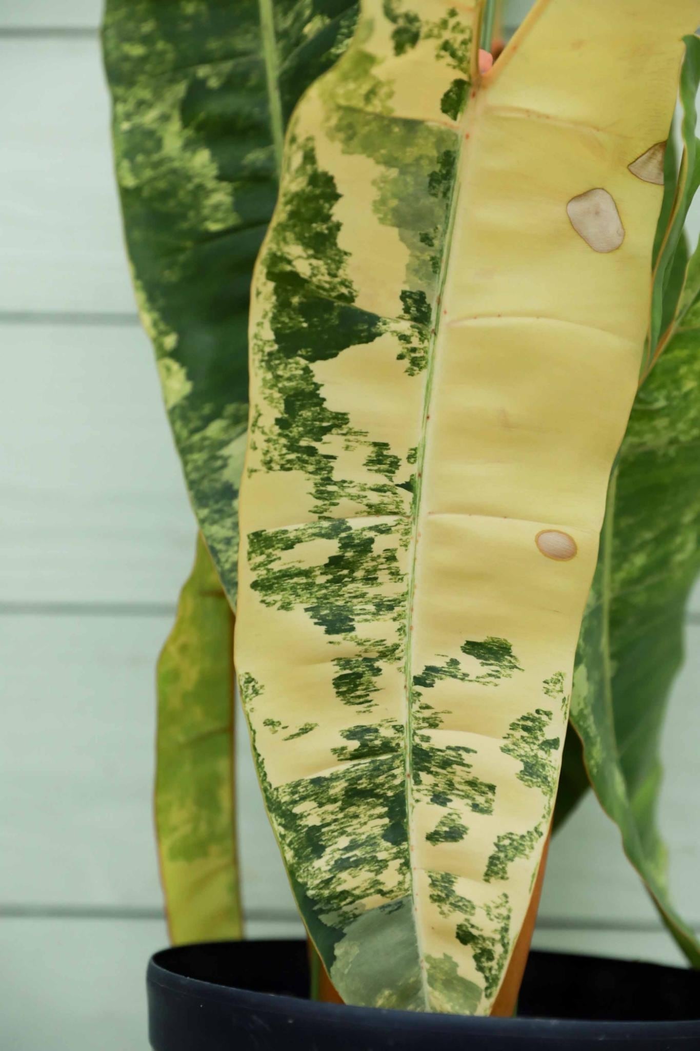 フィロデンドロン ビレッティア 斑入り 大株【激レア】Philodendron