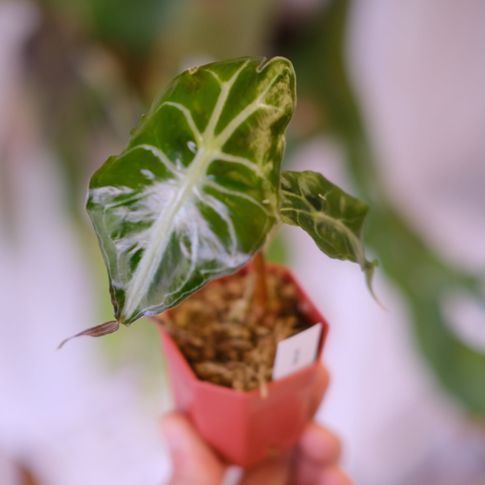 Phyllanthus urinaria 'Pink Variegated' / フィランサス・ウリナリア
