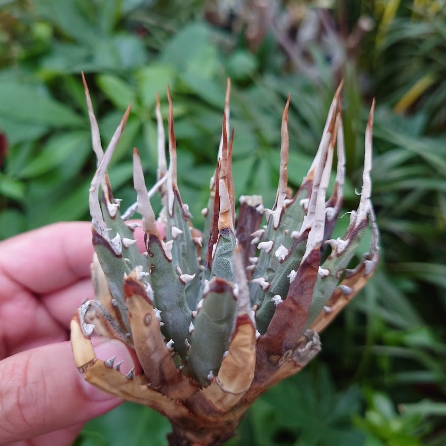 アガベ オバティフォリア オルカ 1 Agave ovatifolia variegated 'ORCA