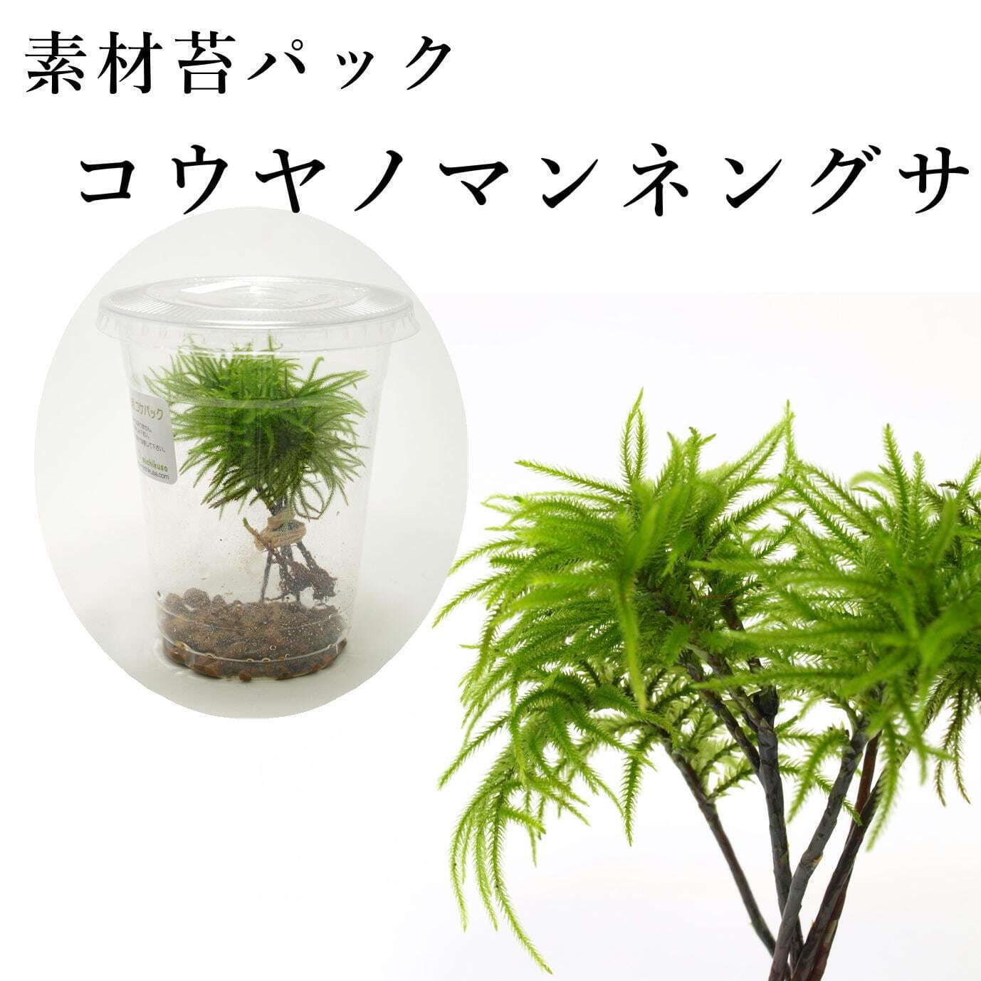 コウヤノマンネングサ｜苔テラリウム作製用素材苔 | 苔テラリウム専門