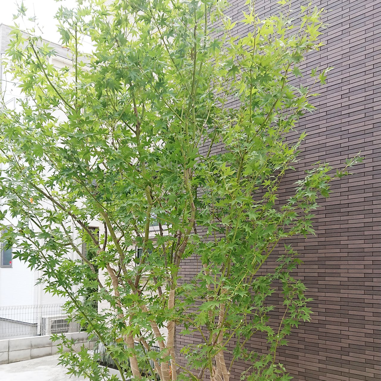 コハウチワカエデ 本株（地植え） | 連大植木