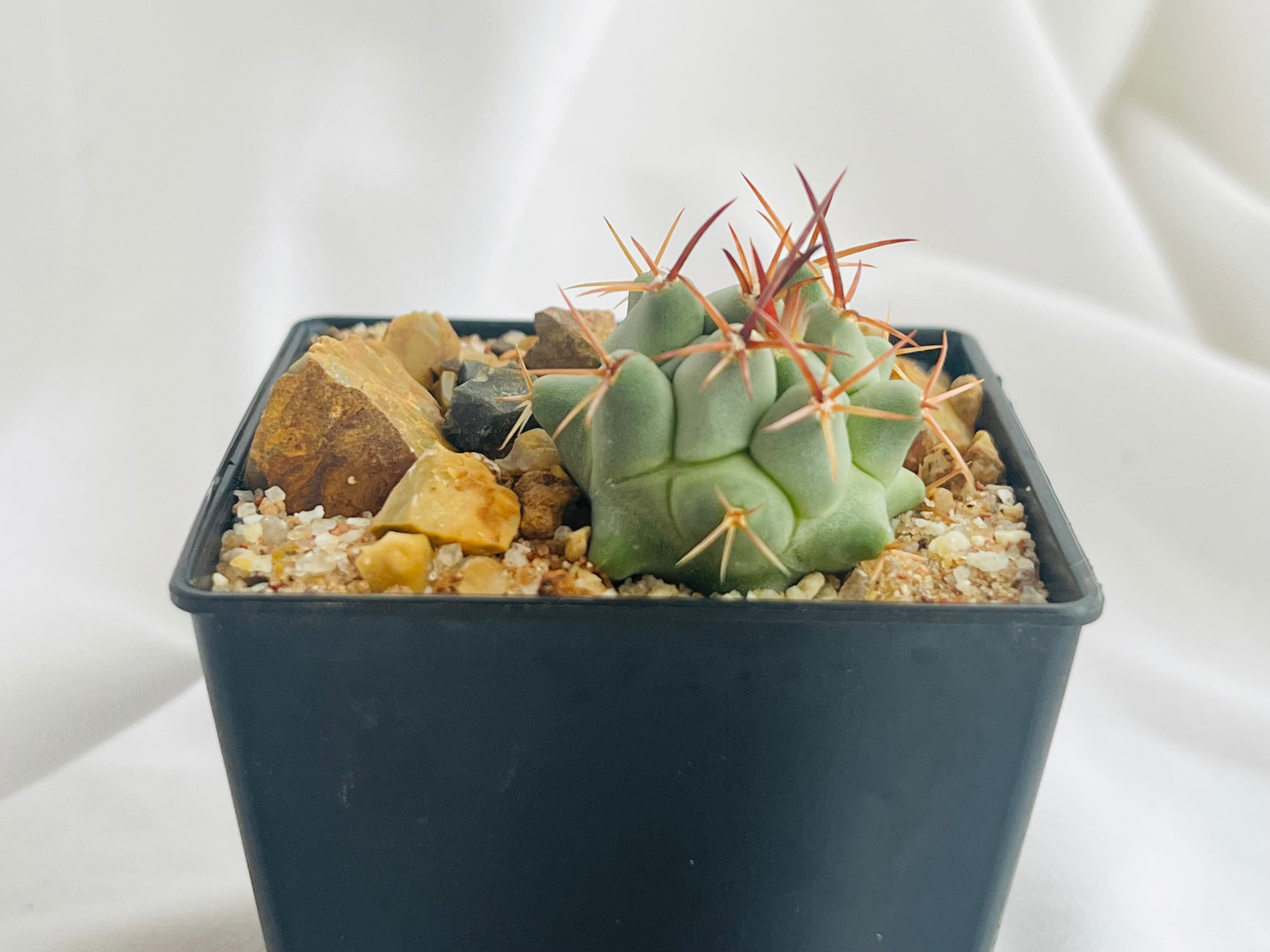 Thelocactus nidulans テロカクタス 鶴巣丸 サボテン | plants MARU