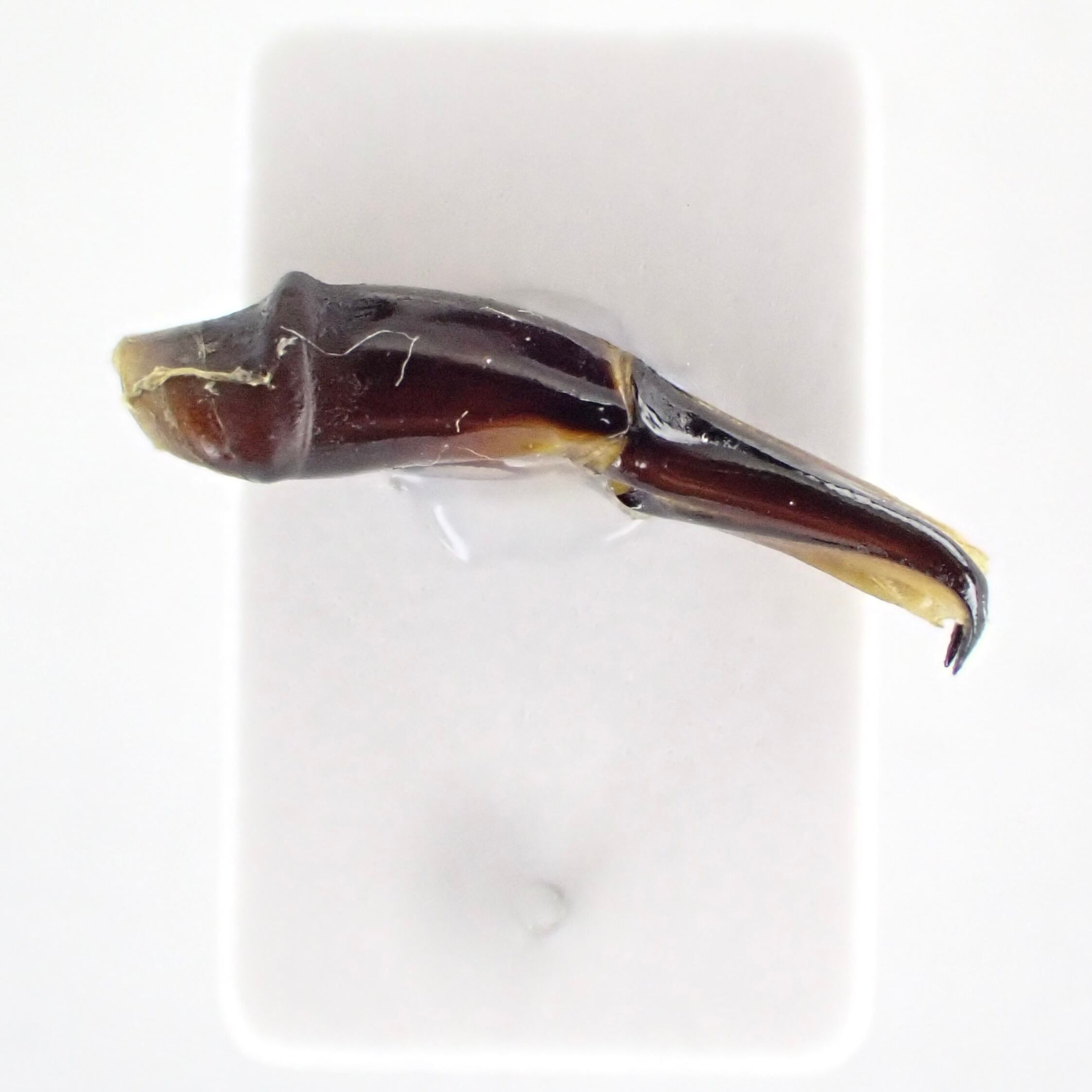 ケニア産 Heliocopris werneri ♂♀ 34mm/35mm | 昆虫標本 Diggers