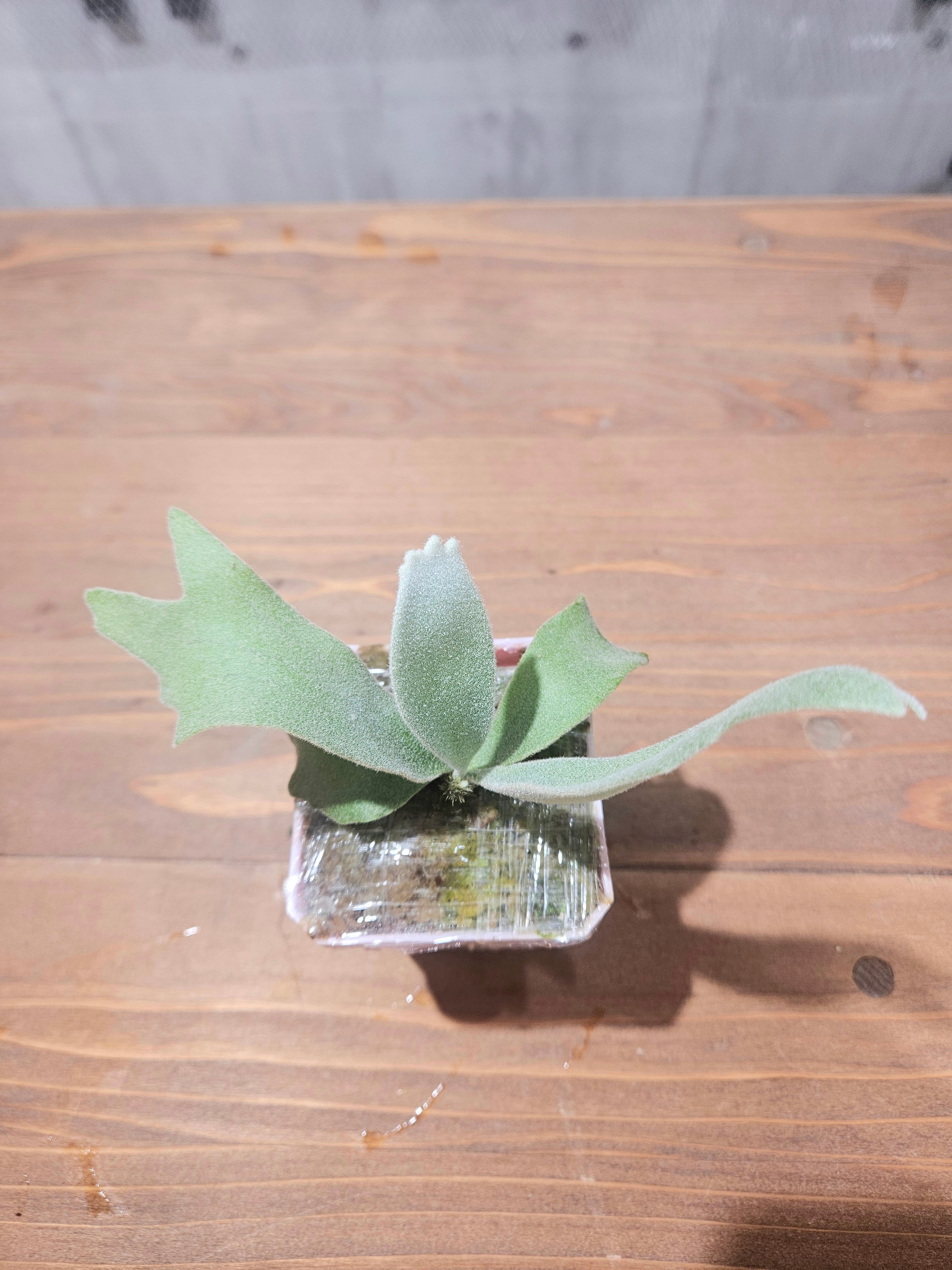 P.willinckii Cotton Cloud × P.Huldufolk Sporeling【artPLANTs
