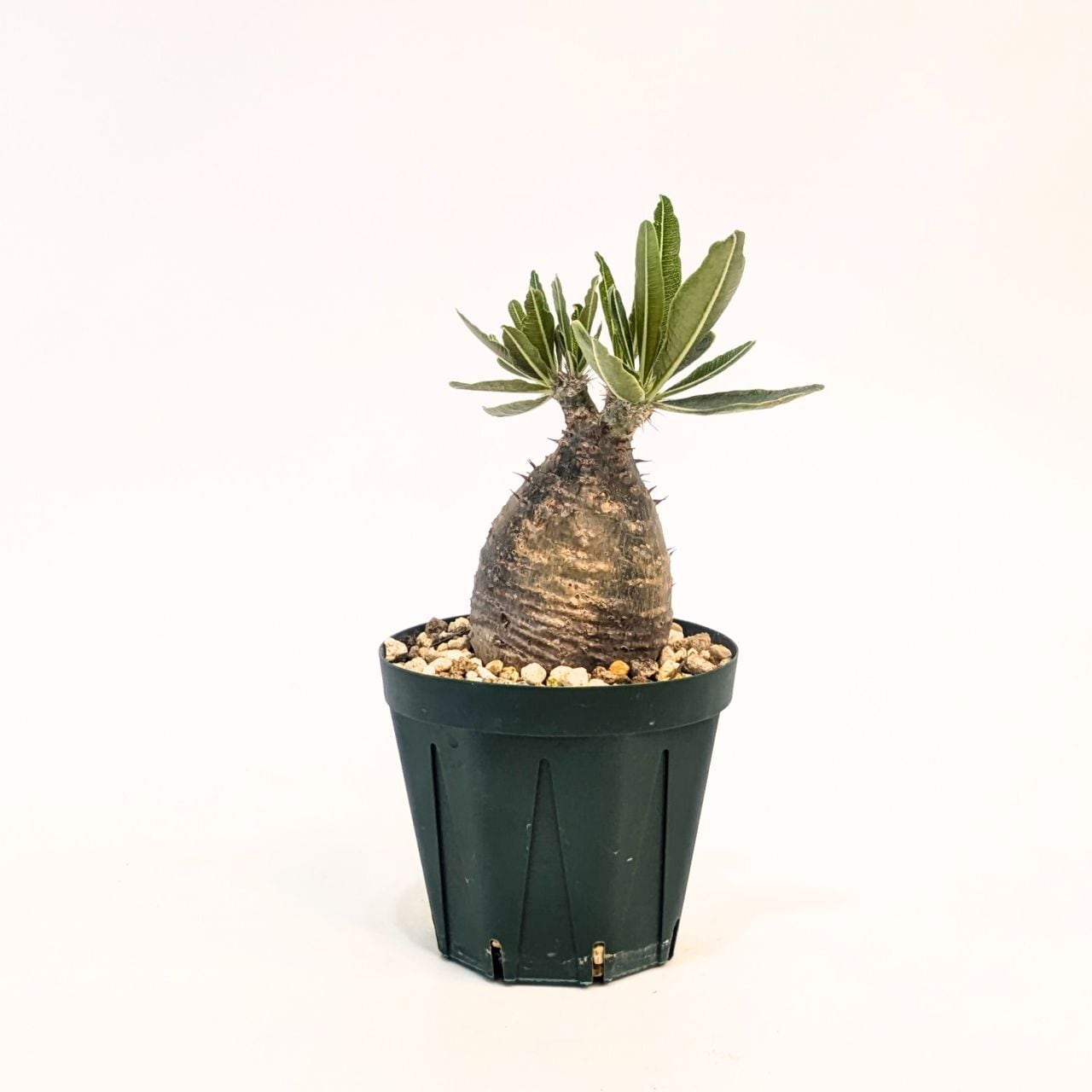 パキポディウム ロスラーツム グラキリス Pachypodium rosulatum var