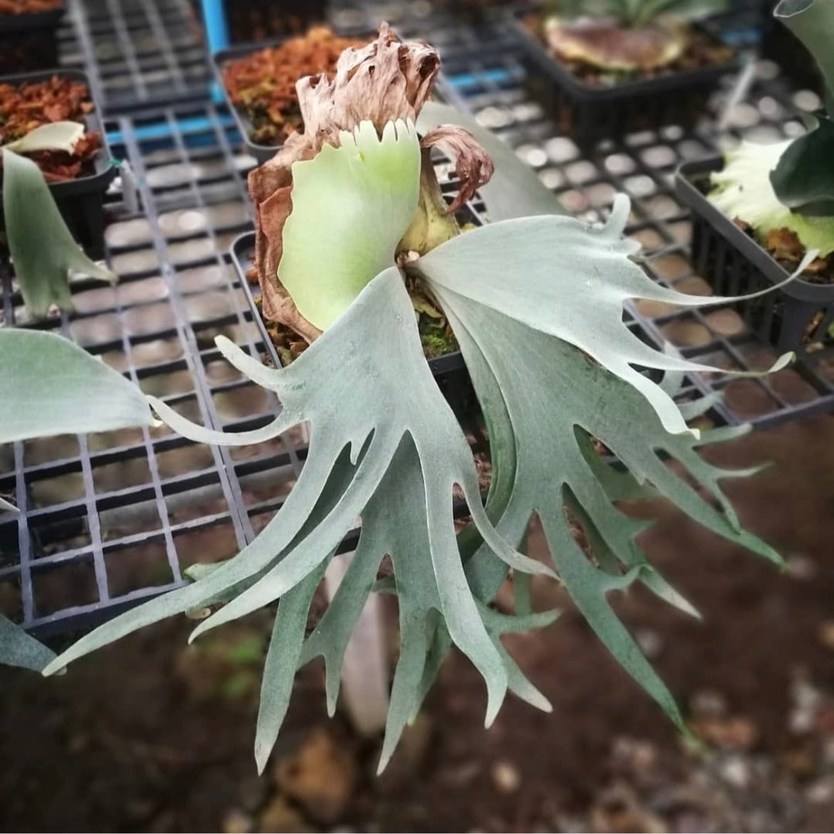 P.willinckii Spore Nook Select 【artPLANTs/PLANTS GARAGE