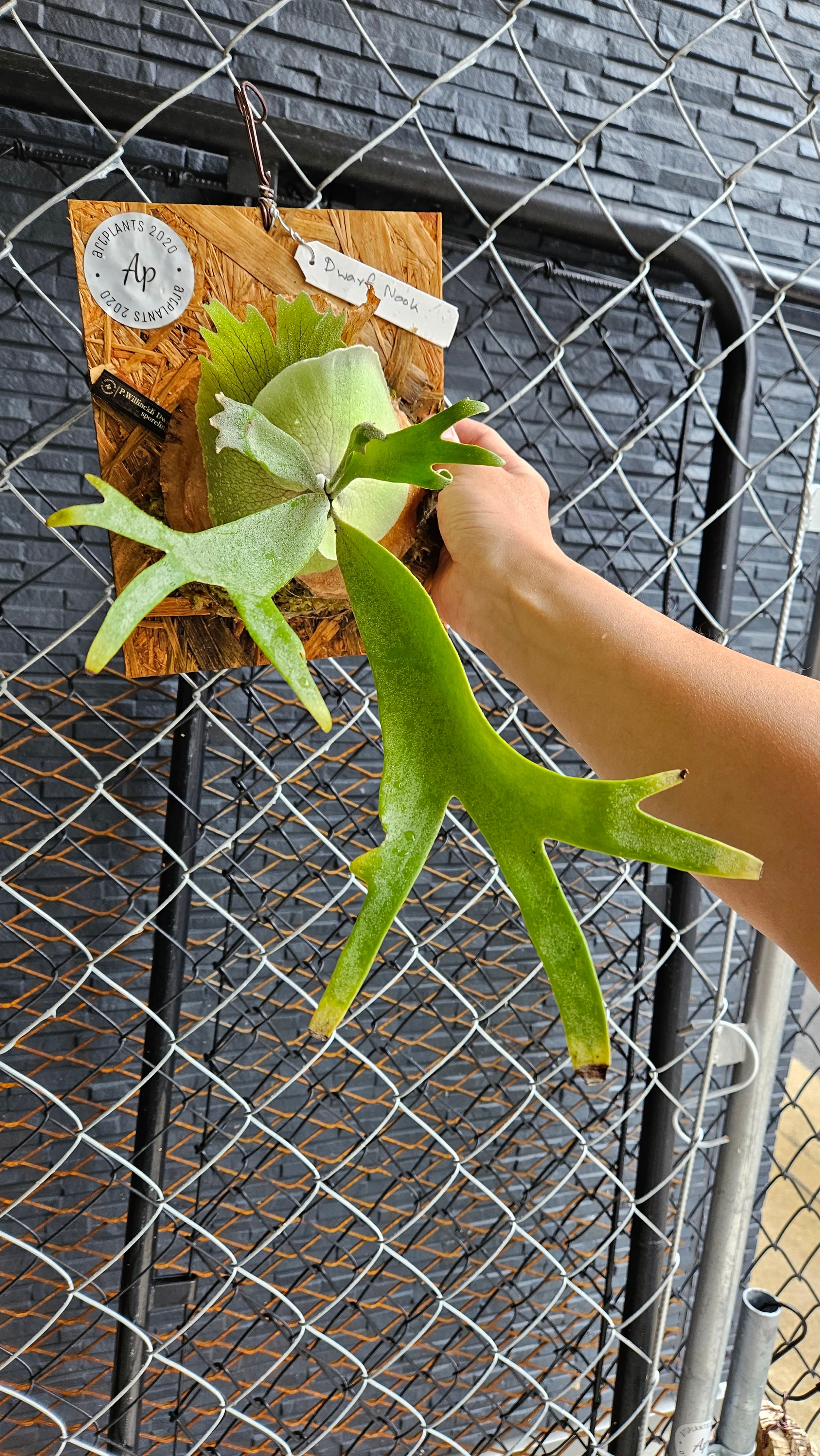 P.willinckii Dwarf Sporelings Mr.Nook 【artPLANTs】ビカクシダ