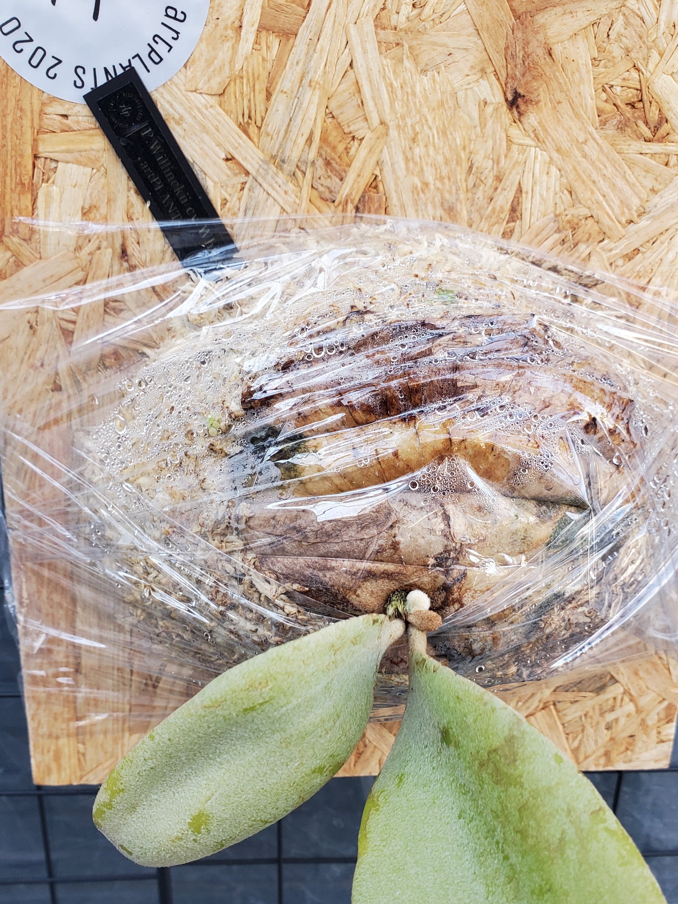 P.Willinckii cv. White Rose【artPLANTs】ビカクシダ/Platycerium